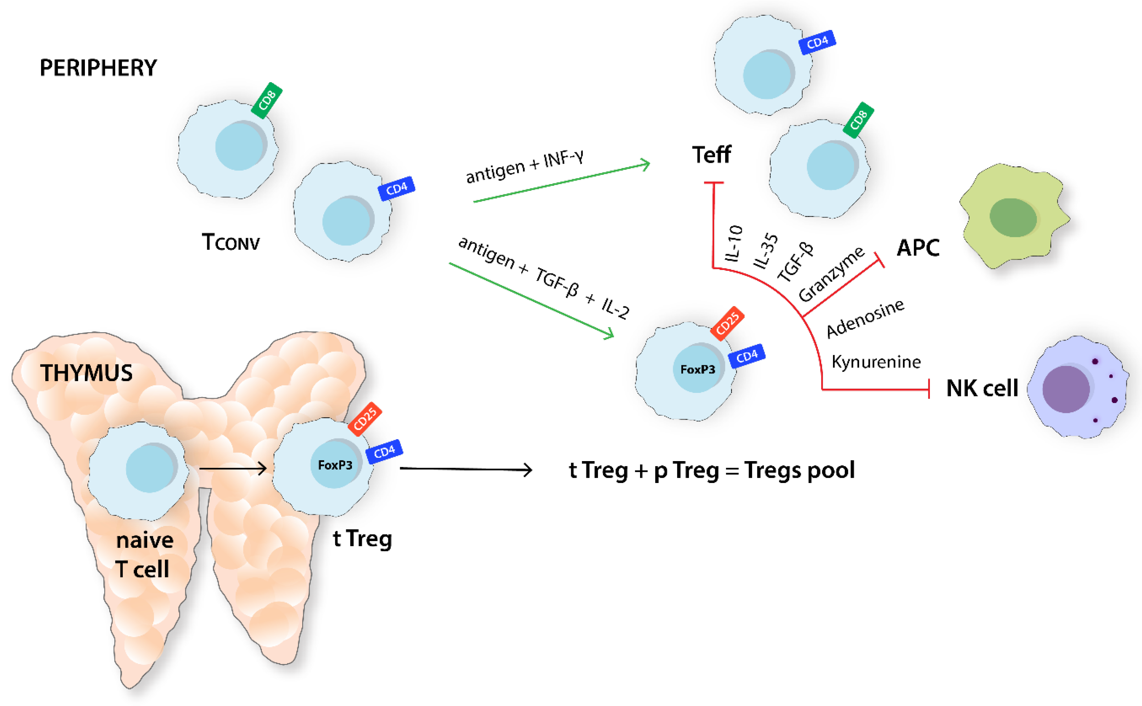 Cells at Work!'s Cancer Cell Gains Regulartory T Cell as an Ally