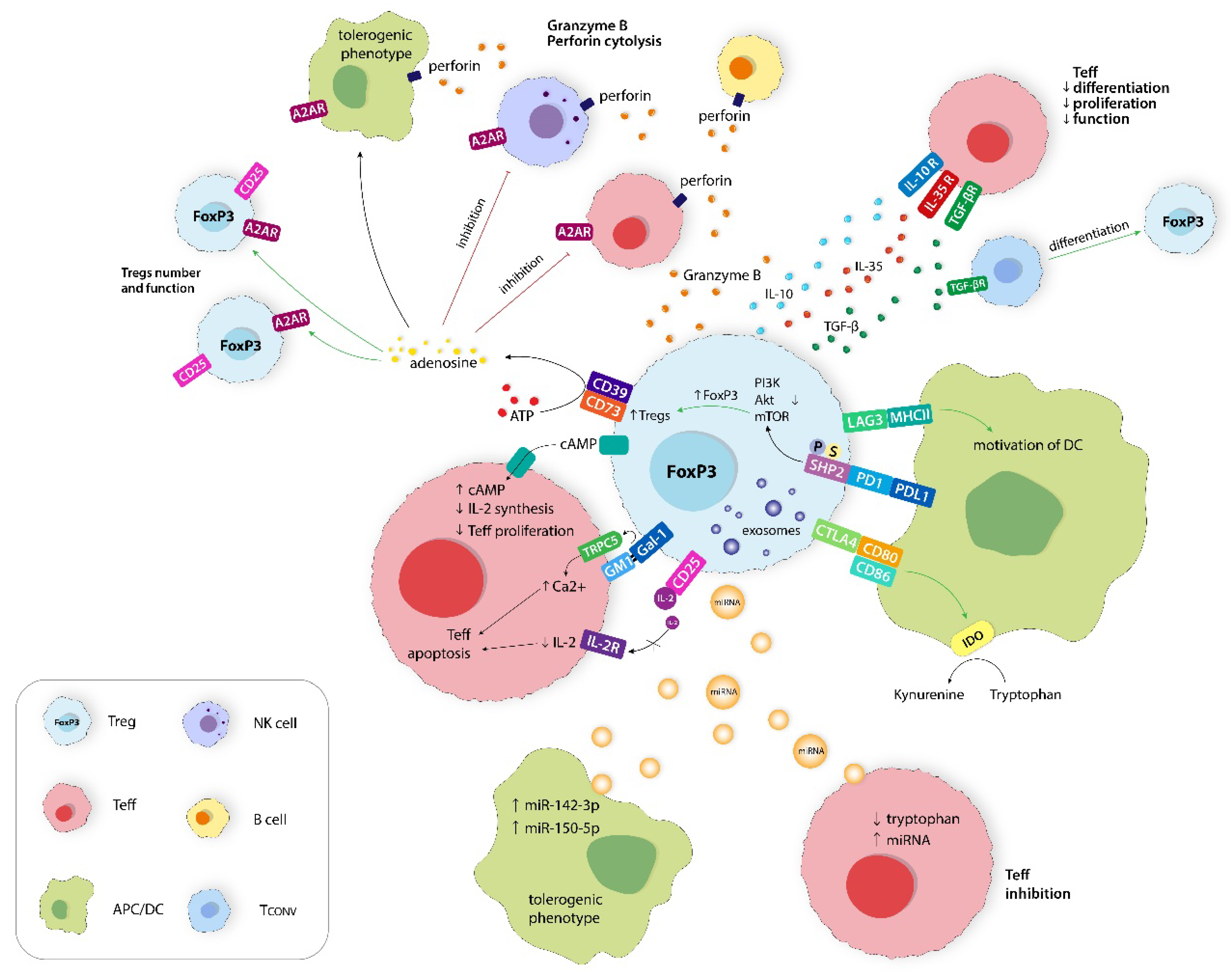 Ijms 24 14114 g002 Ijms 24 14114 g002