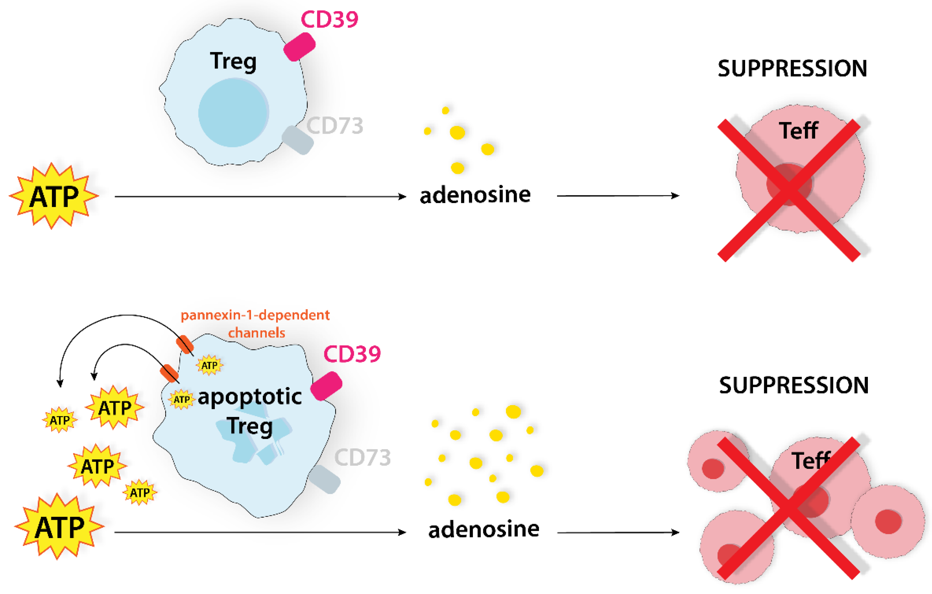 Ijms 24 14114 g009 Ijms 24 14114 g009