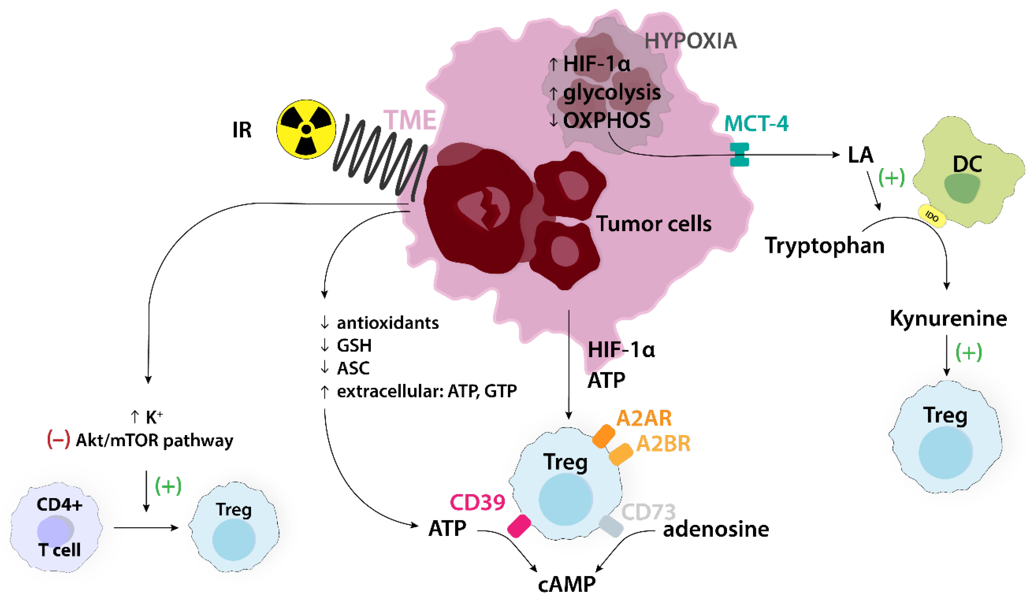 Ijms 24 14114 g010 Ijms 24 14114 g010
