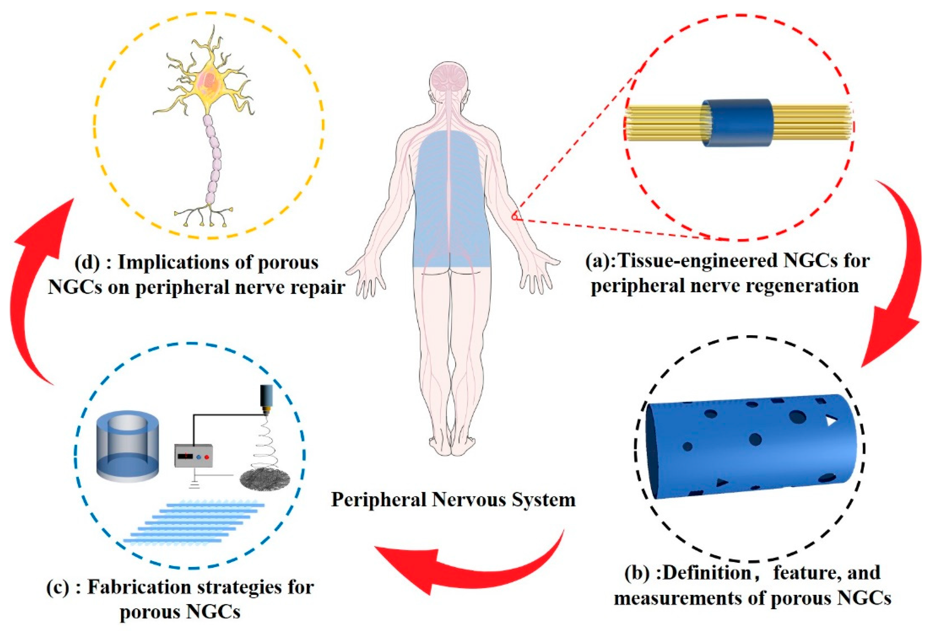The Porous Structure of Peripheral Nerve Guidance Conduits: Features, Fabrication, and Implications for Peripheral Nerve Regeneration The Porous Structure of Peripheral Nerve Guidance Conduits: Features, Fabrication, and Implications for Peripheral Nerve Regeneration
