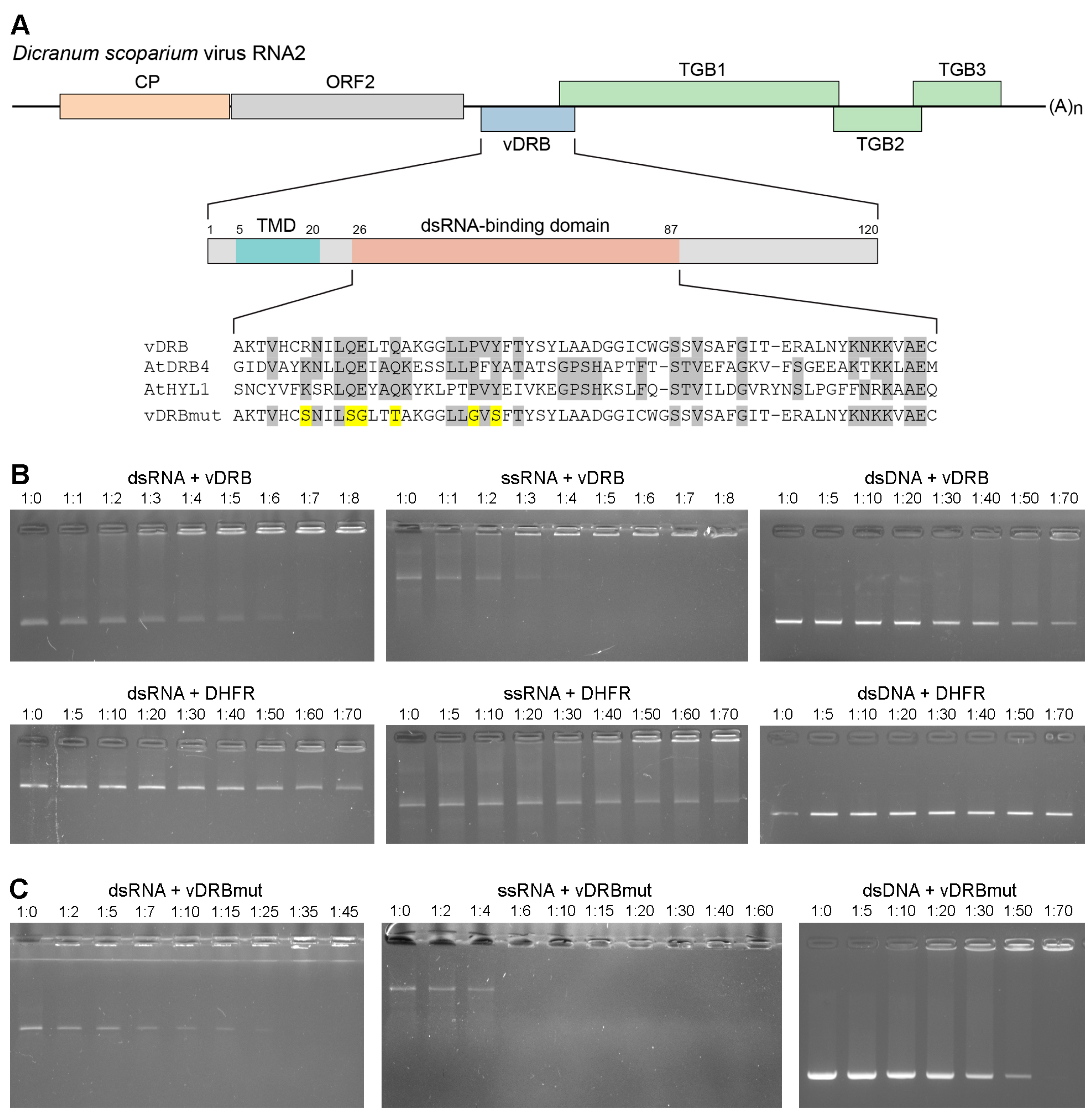 Ijms 24 14144 g001 Ijms 24 14144 g001