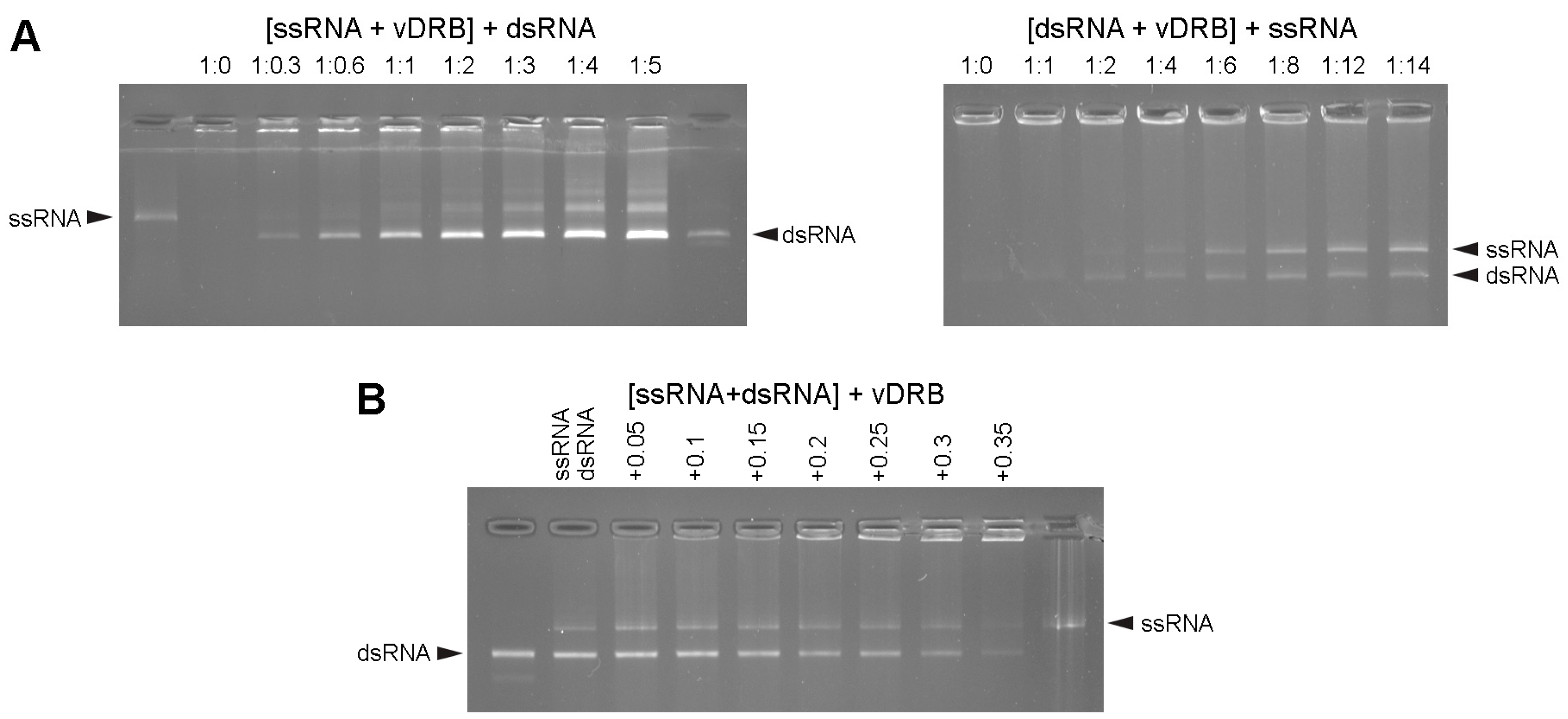 Ijms 24 14144 g002 Ijms 24 14144 g002