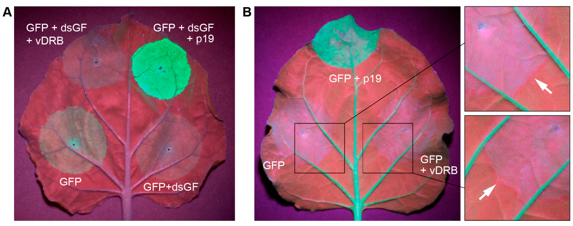 Ijms 24 14144 g004 Ijms 24 14144 g004