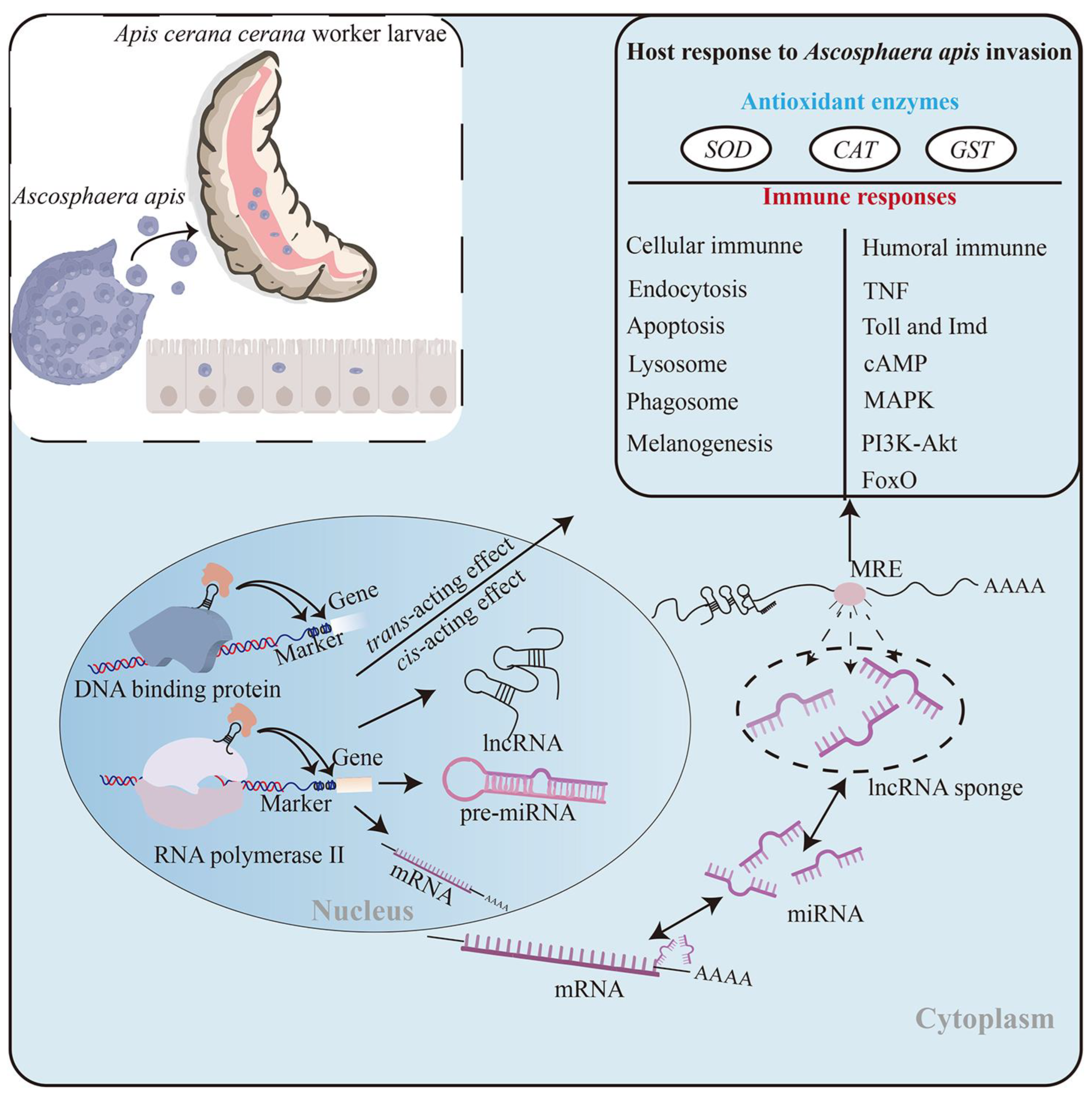 Ijms 24 14175 g009 Ijms 24 14175 g009