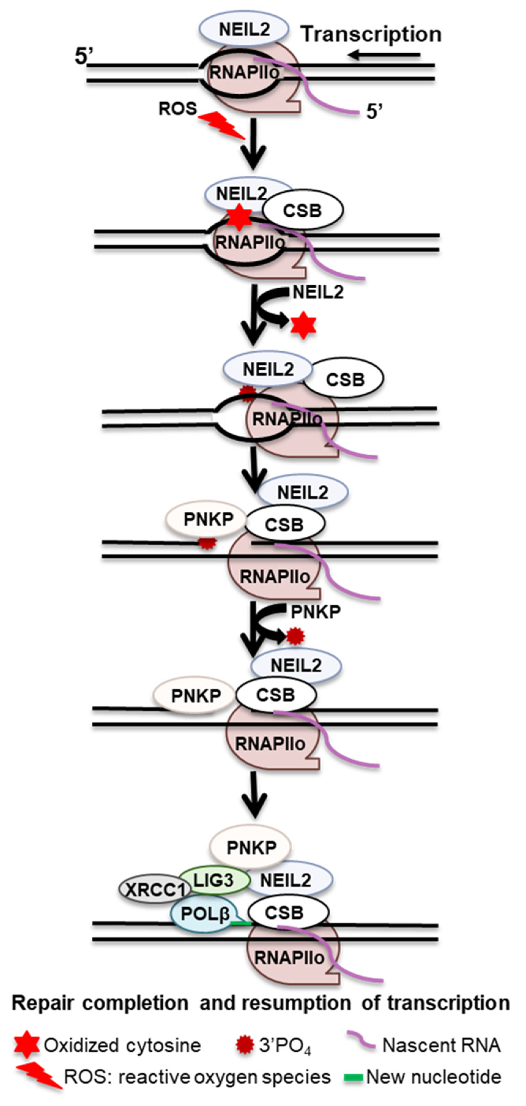 Ijms 24 14186 g003 Ijms 24 14186 g003