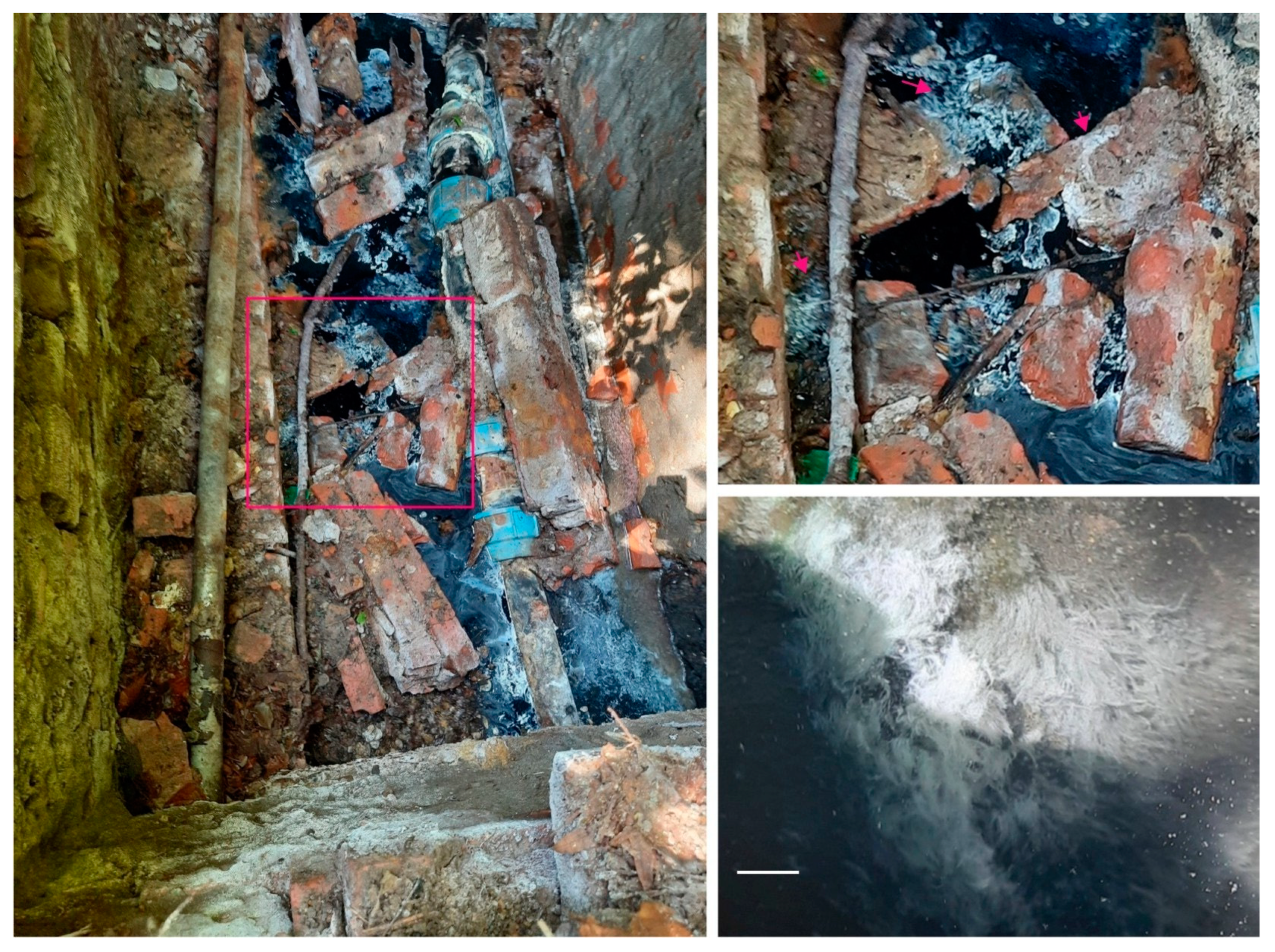 Ijms 24 14199 g002 Ijms 24 14199 g002