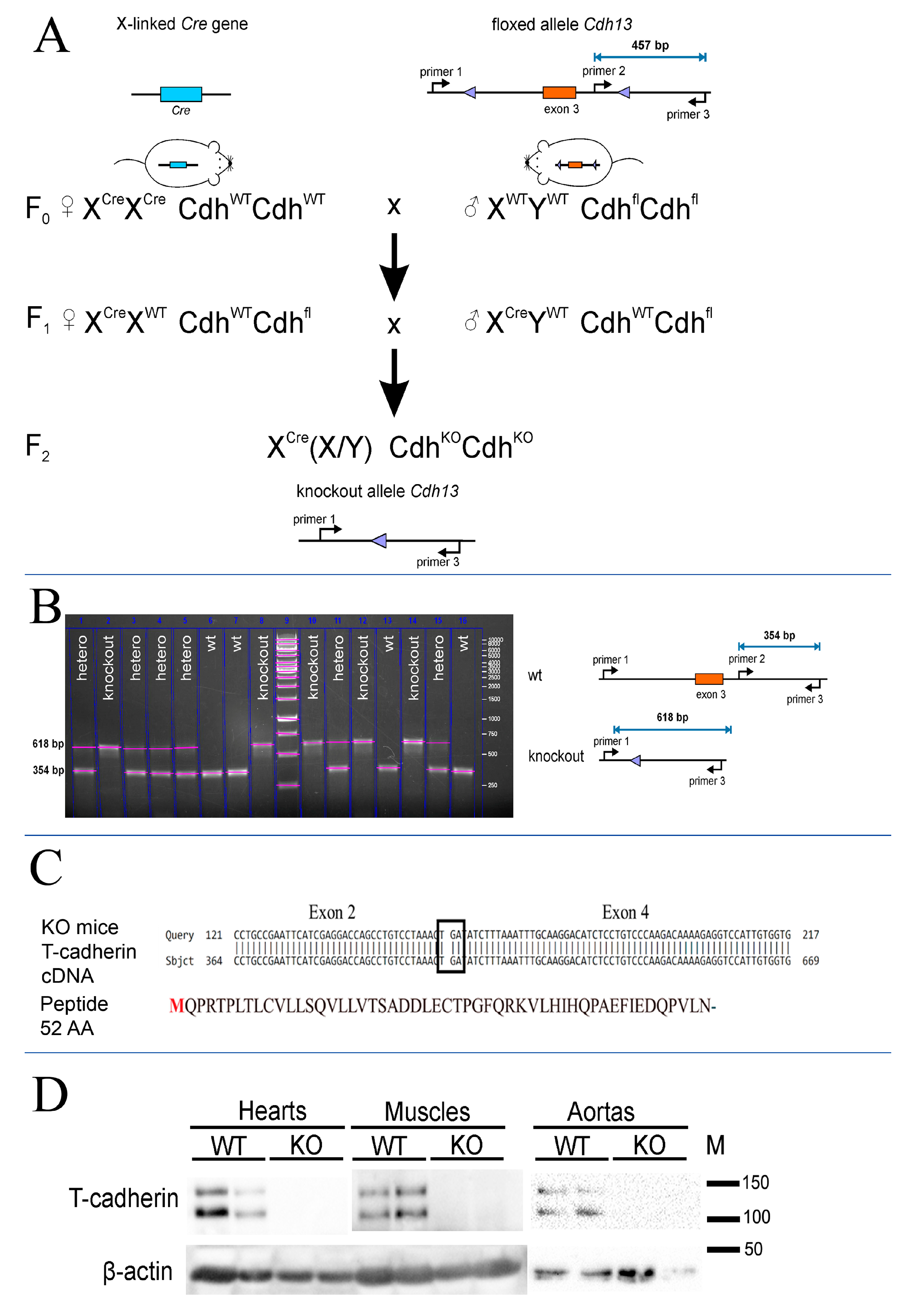 Ijms 24 14204 g001 Ijms 24 14204 g001