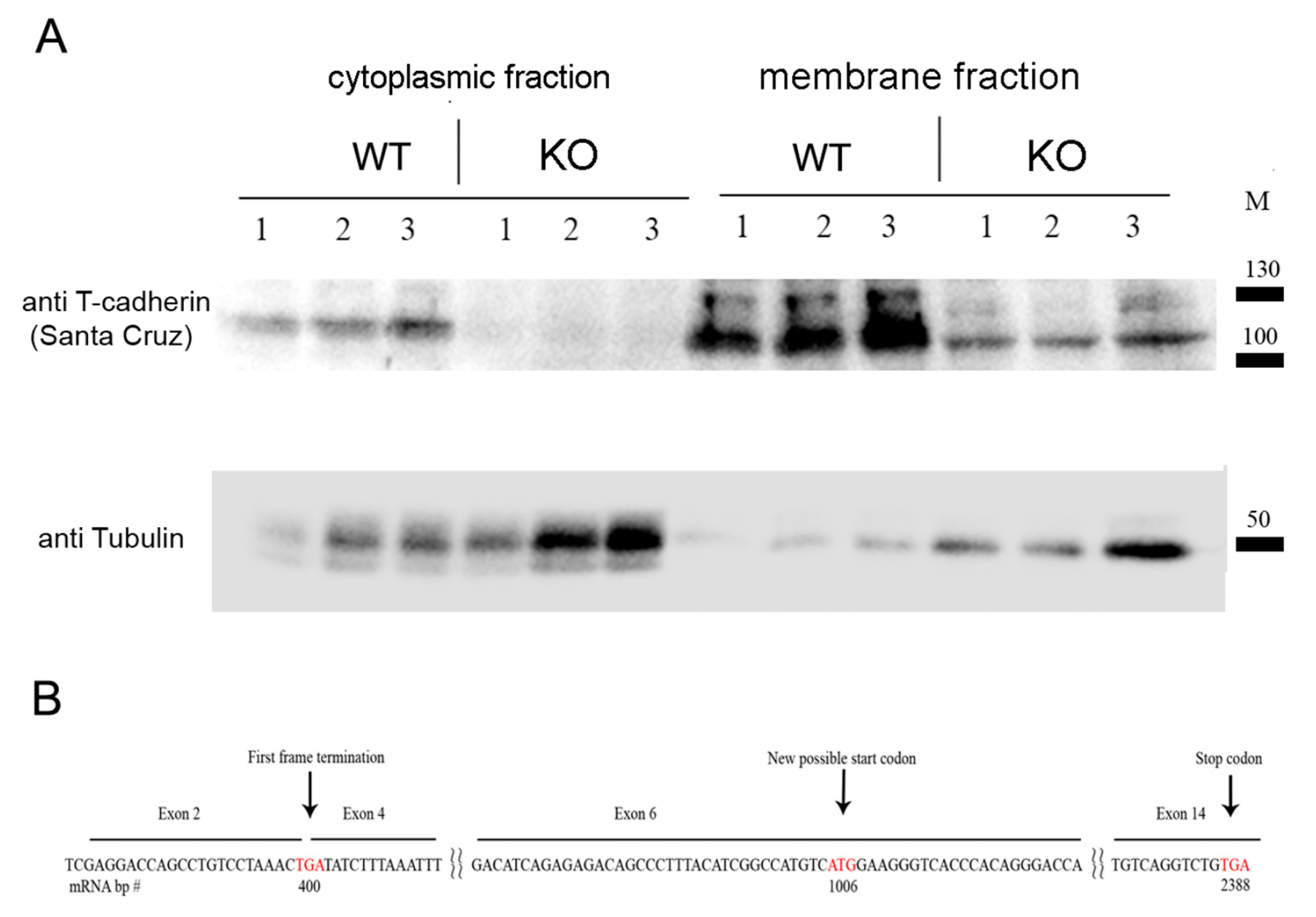Ijms 24 14204 g002 Ijms 24 14204 g002
