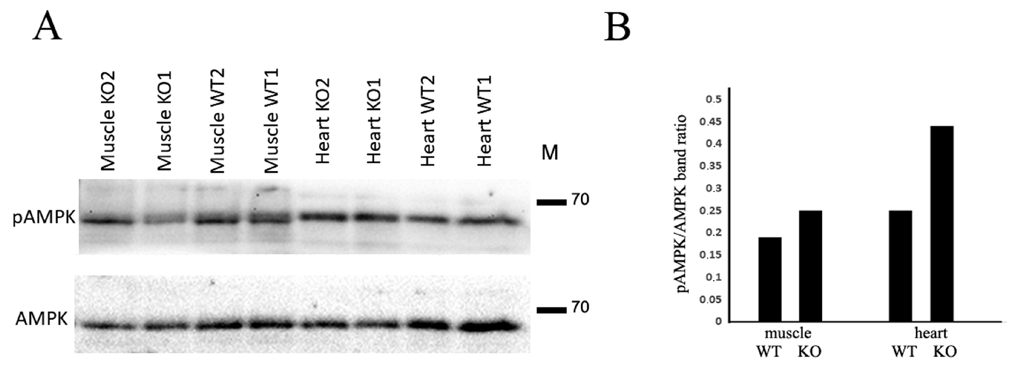 Ijms 24 14204 g004 Ijms 24 14204 g004