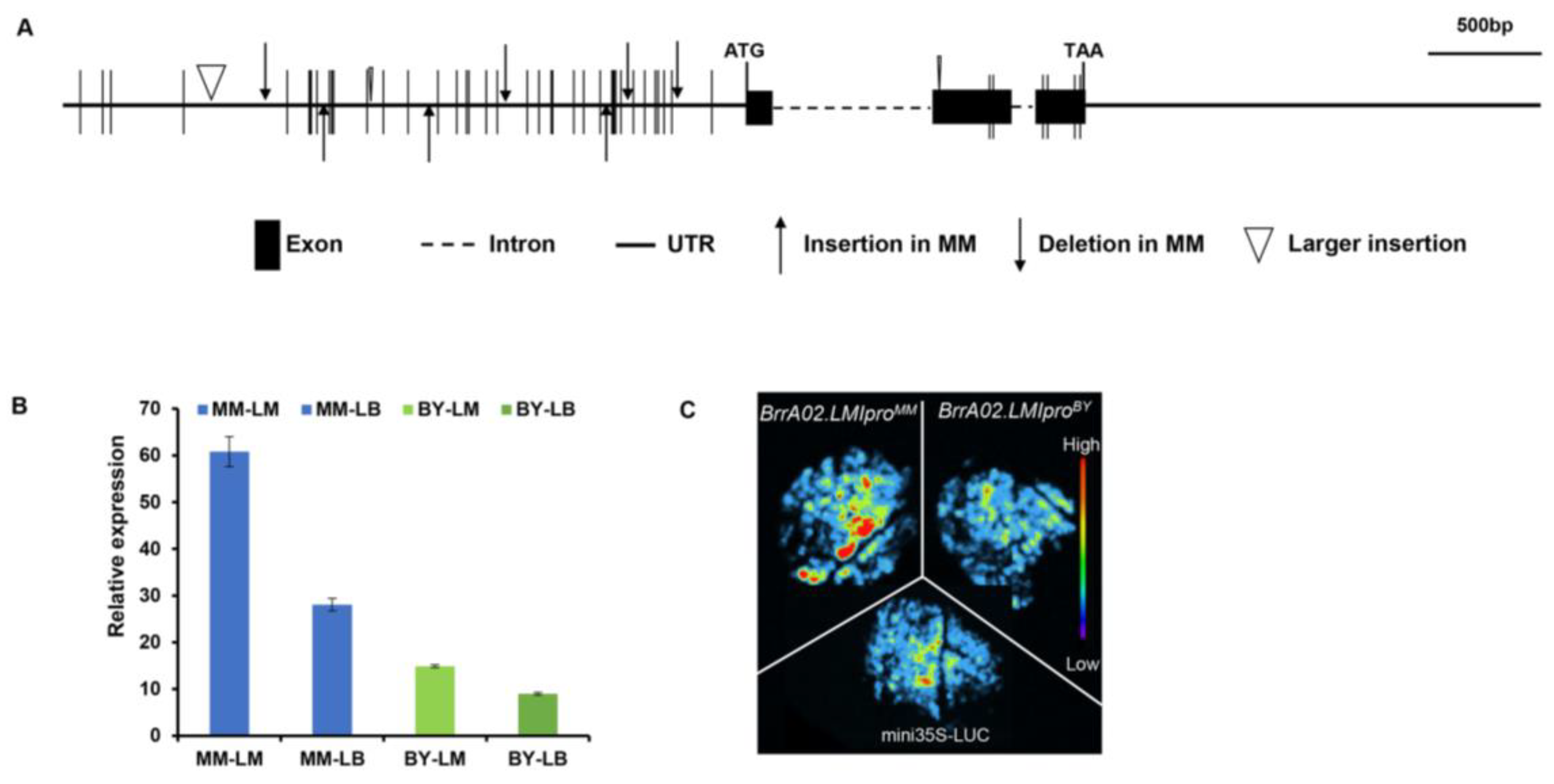 Ijms 24 14205 g002 Ijms 24 14205 g002