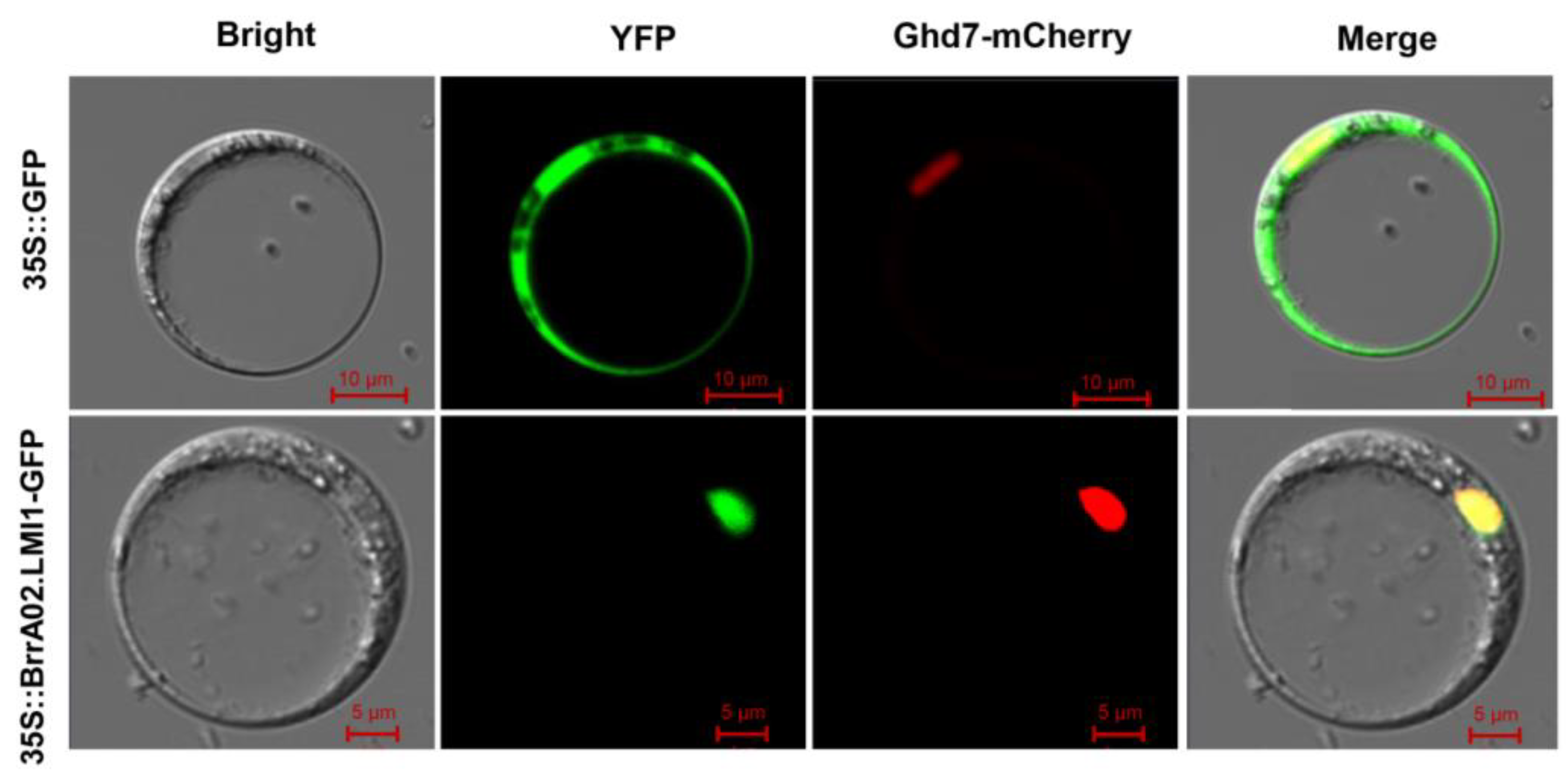 Ijms 24 14205 g004 Ijms 24 14205 g004