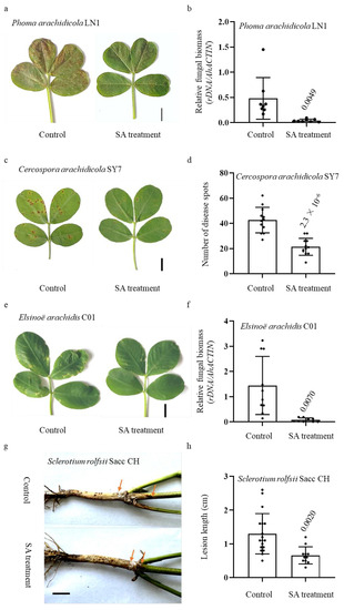 yy Evaluation of the embryonic preimplantation potential of