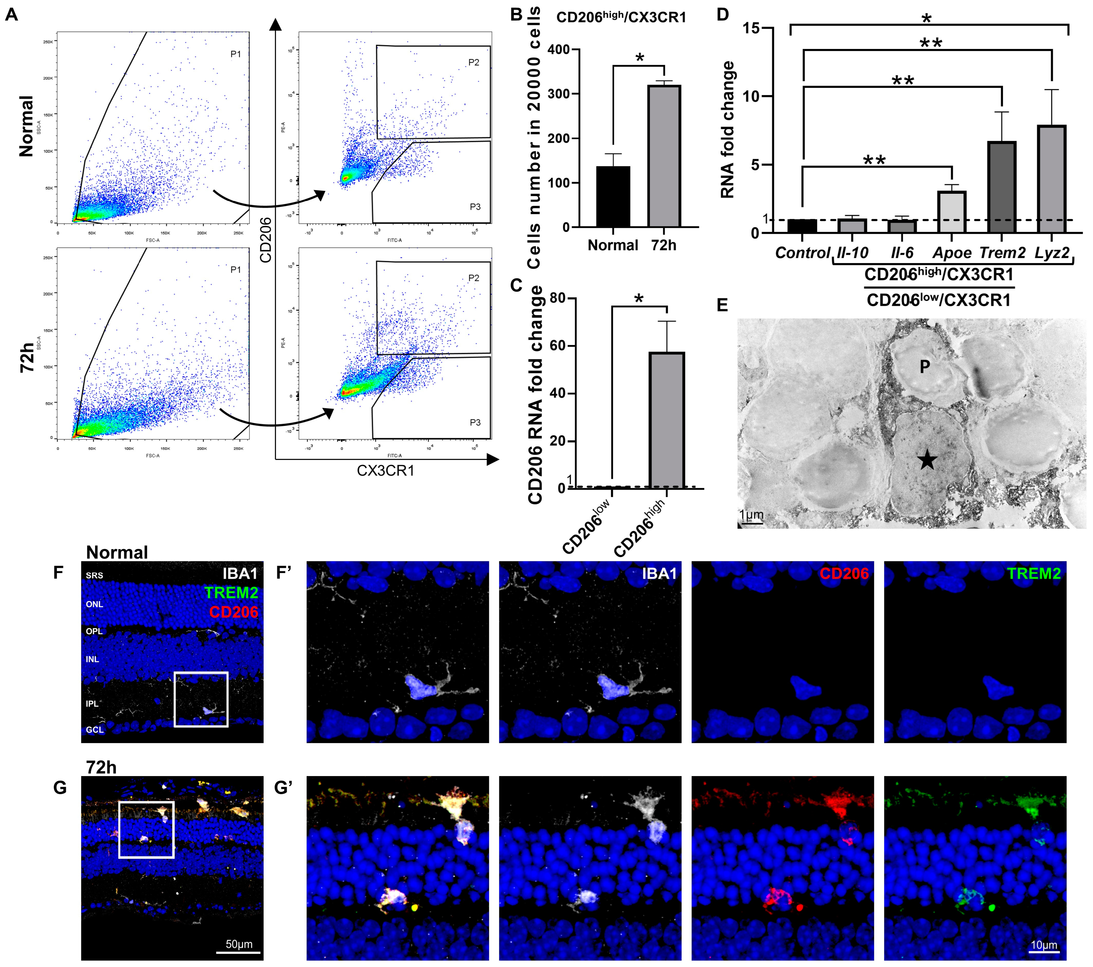 Ijms 24 14236 g004 Ijms 24 14236 g004