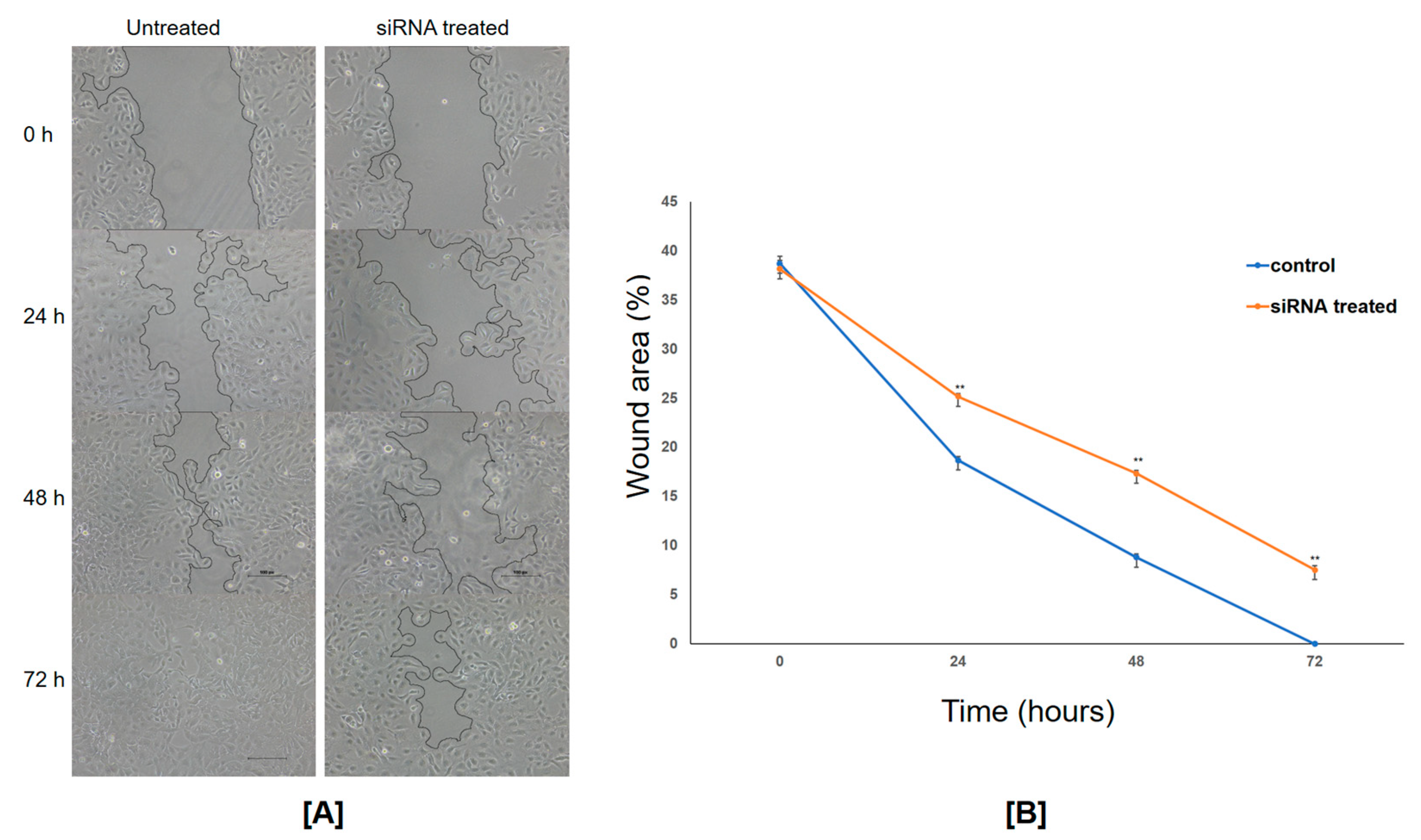 Ijms 24 14239 g005 Ijms 24 14239 g005