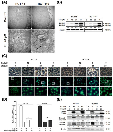 Isolinderalactone Induces Apoptosis, Autophagy, Cell Cycle Arrest and ...