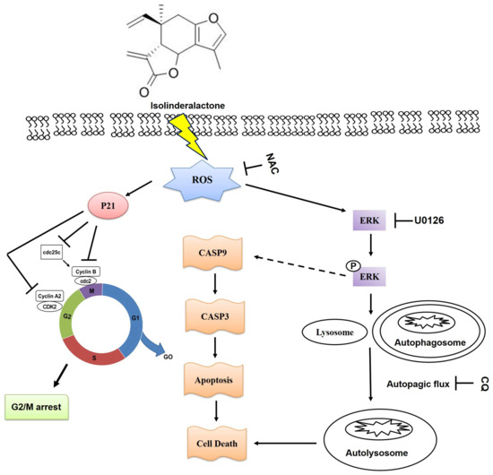 Isolinderalactone Induces Apoptosis, Autophagy, Cell Cycle Arrest and ...