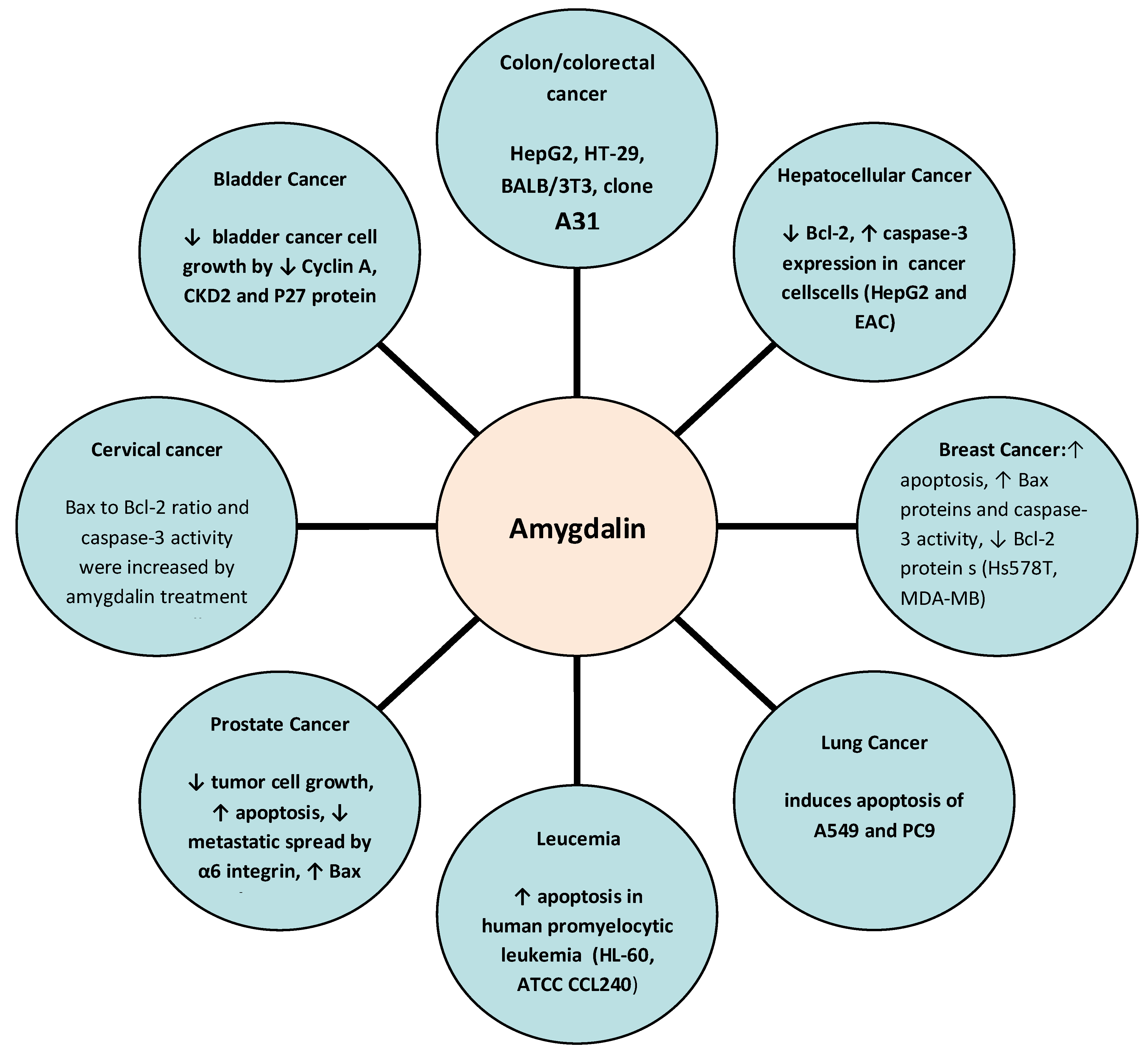 Benefits of Amygdalin Powder Benefits of Amygdalin Powder