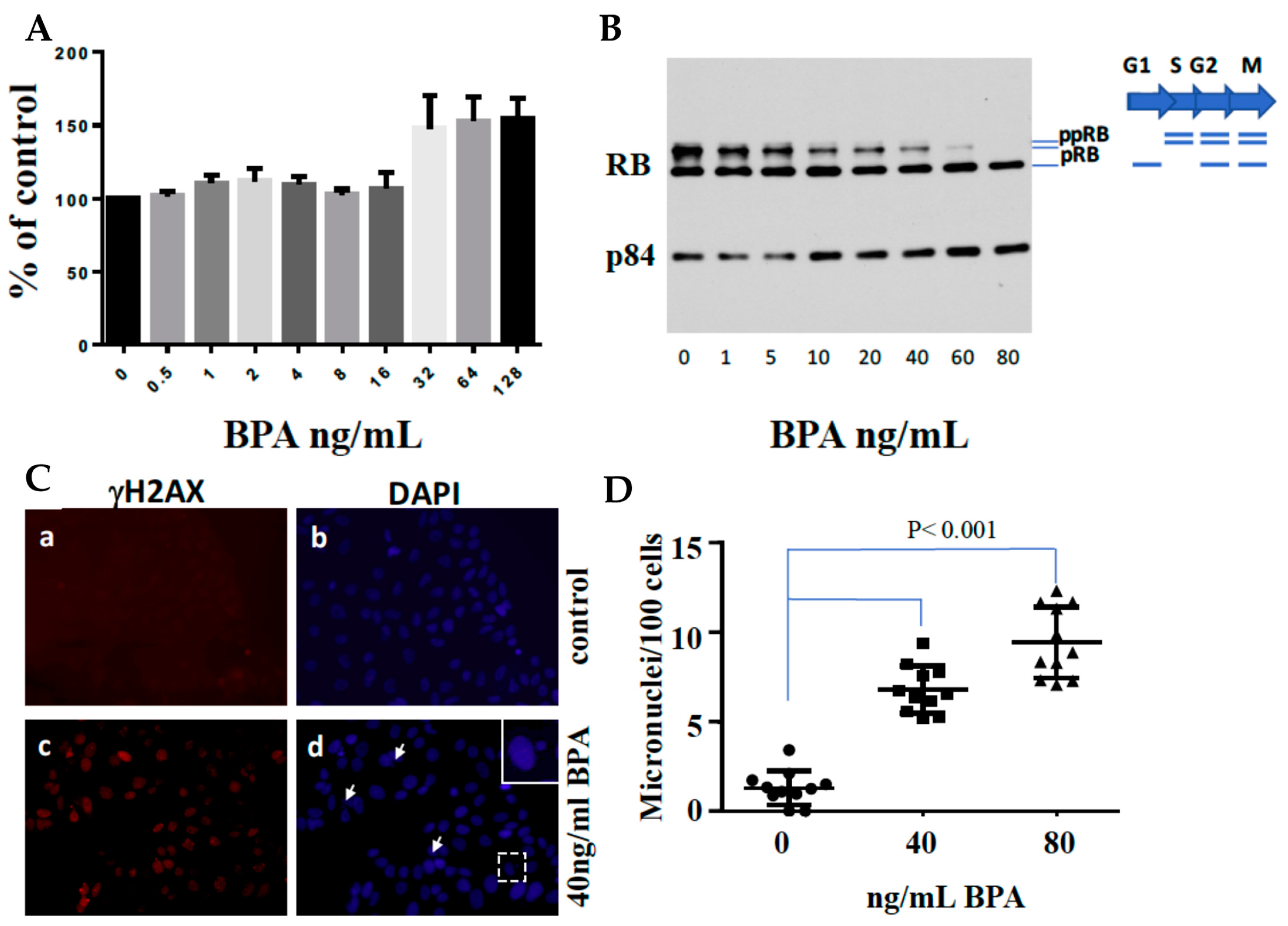 BRCA1 the Versatile Defender: Molecular to ... Biology Diagrams