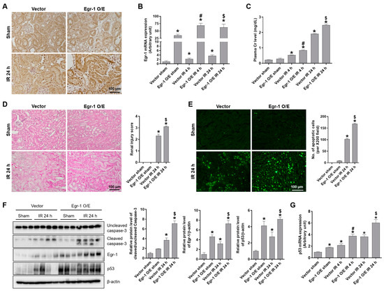 Early Growth Response 1 Contributes to Renal IR Injury by Early Growth Response 1 Contributes to Renal IR Injury by