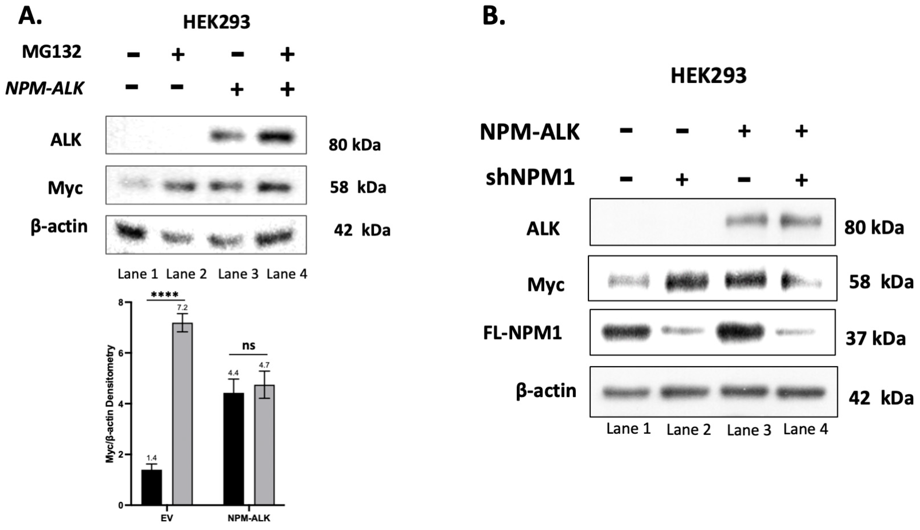 Ijms 24 14337 g001 Ijms 24 14337 g001