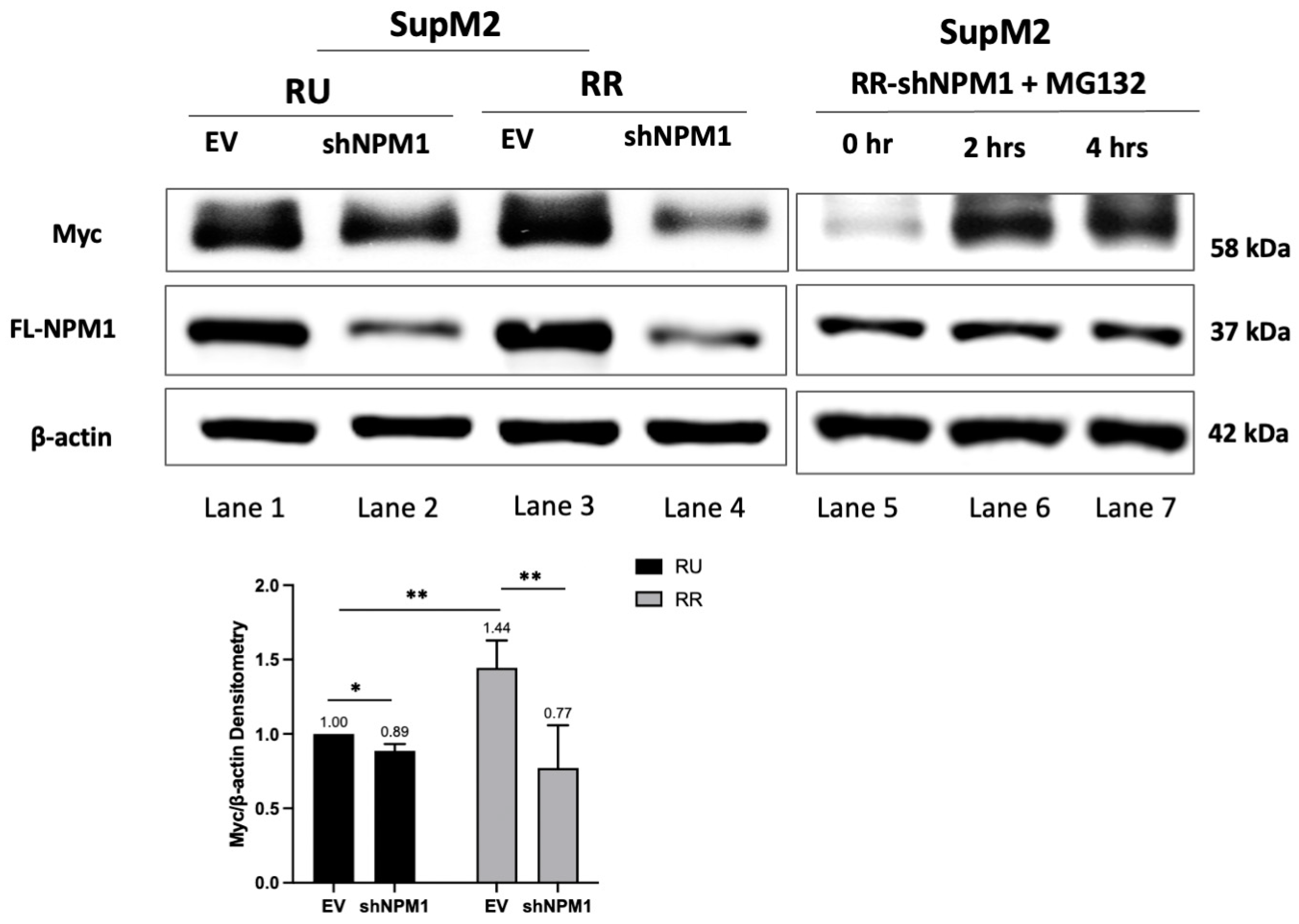Ijms 24 14337 g003 Ijms 24 14337 g003