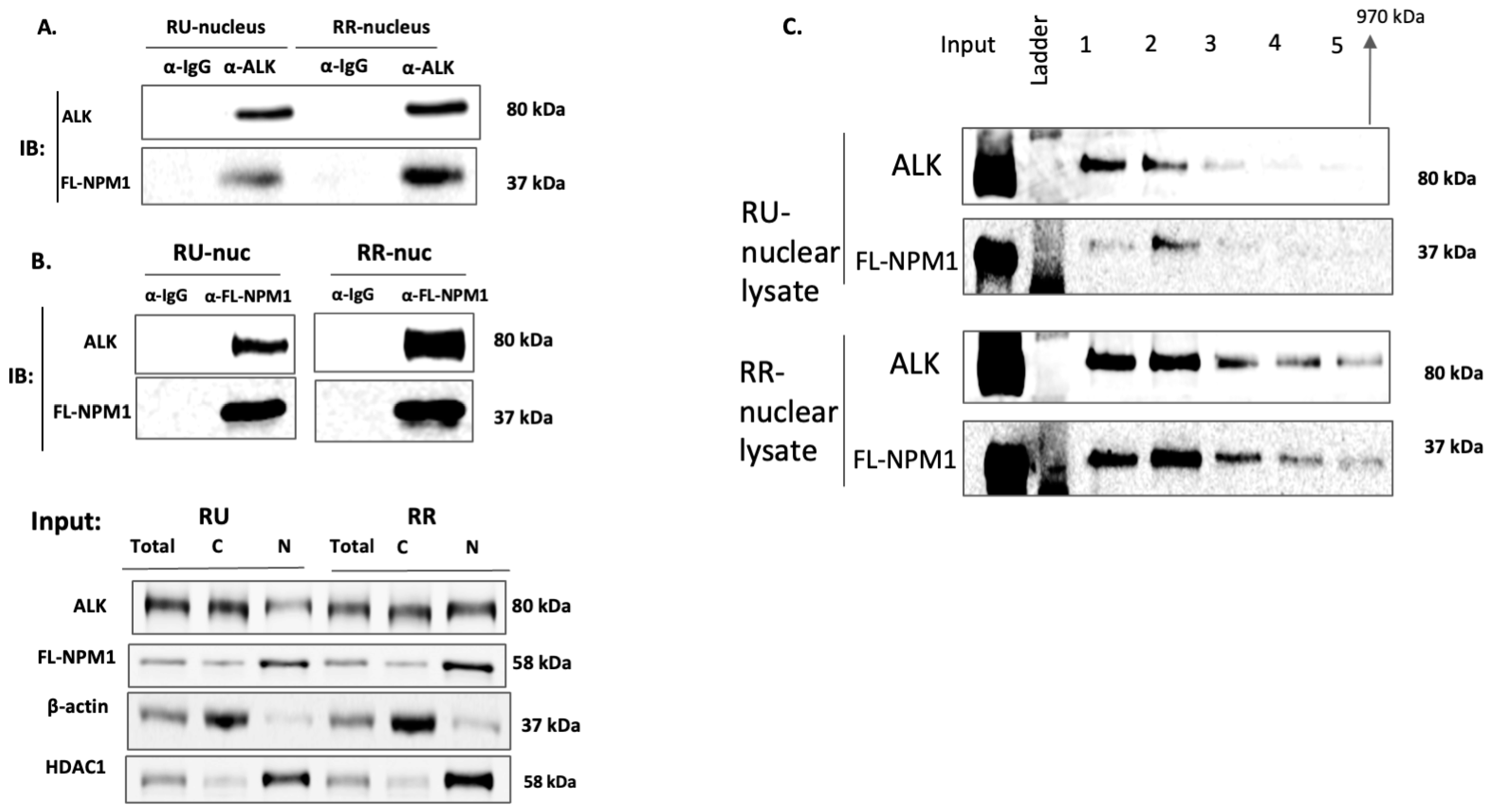 Ijms 24 14337 g005 Ijms 24 14337 g005