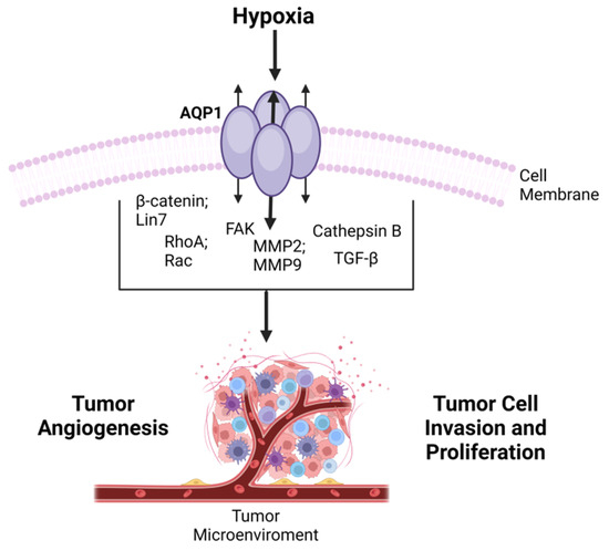 From Homeostasis to Pathology: Decoding the Multifaceted Impact of ...