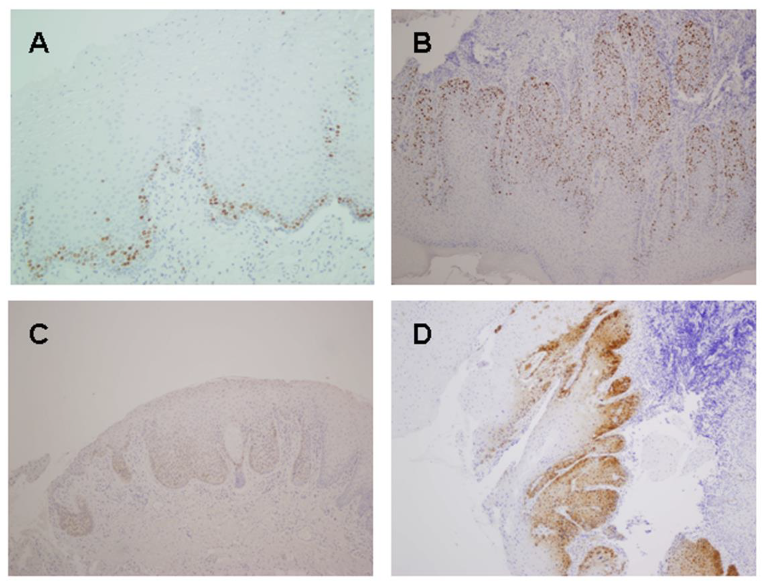 Ijms 24 14382 g001 Ijms 24 14382 g001