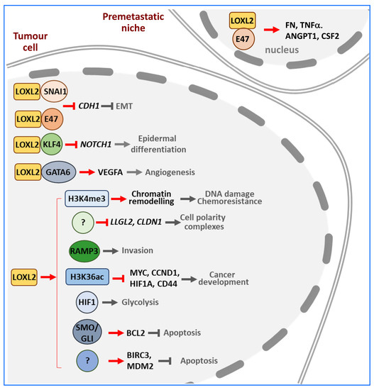 LOXL2 in Cancer: A Two-Decade Perspective