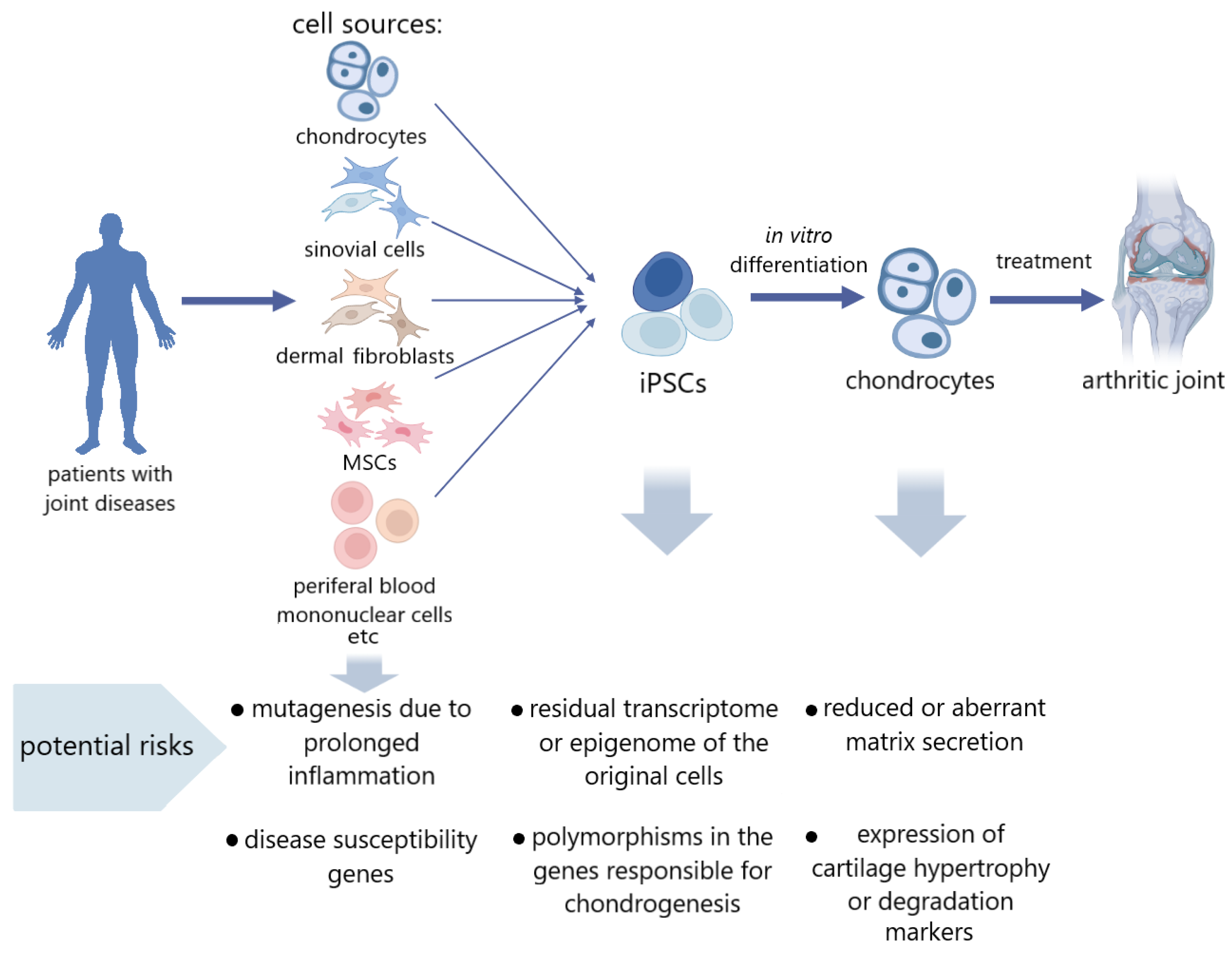 Hyaline Cartilage Fibroblasts Biology Diagrams