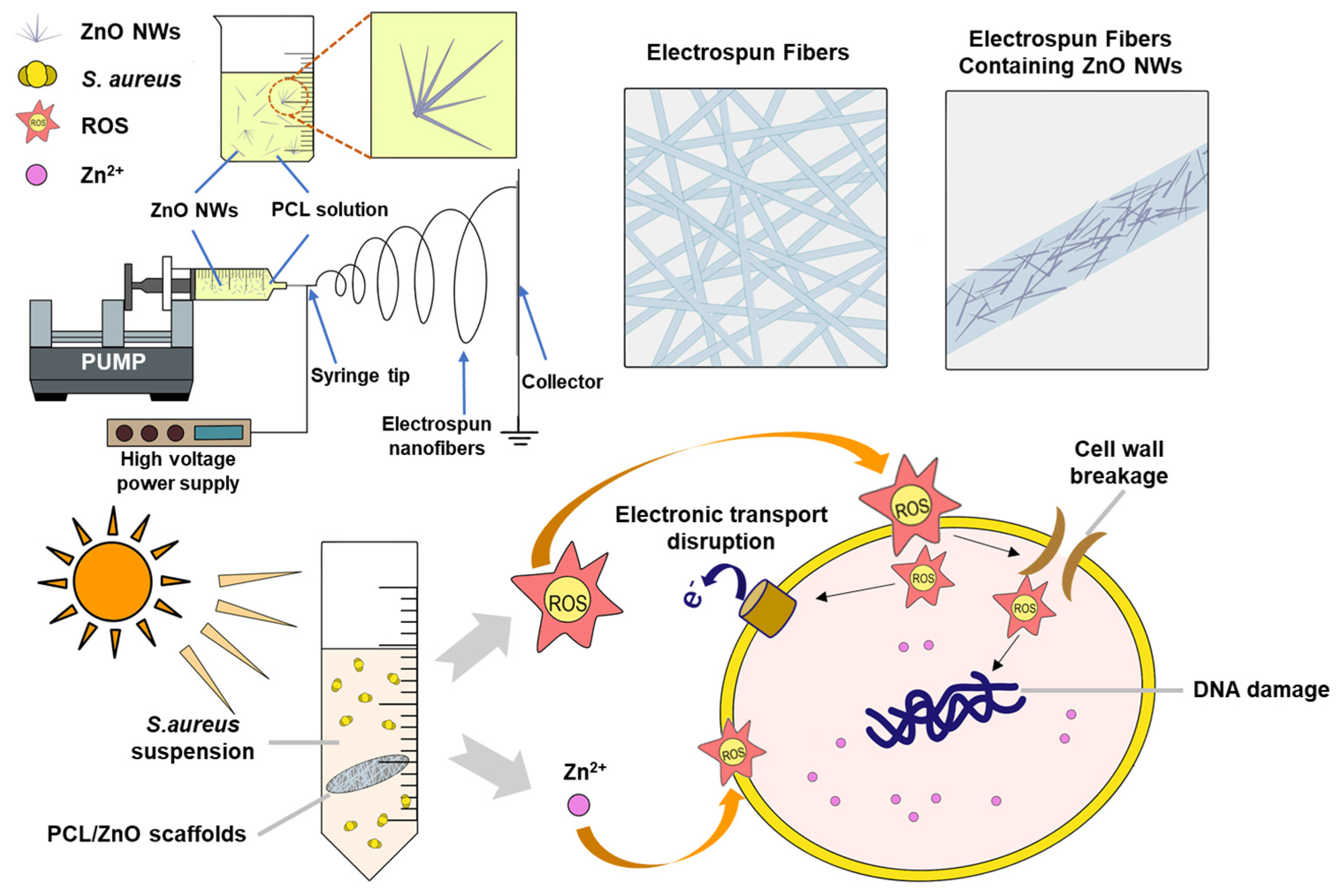 Ijms 24 14420 sch001