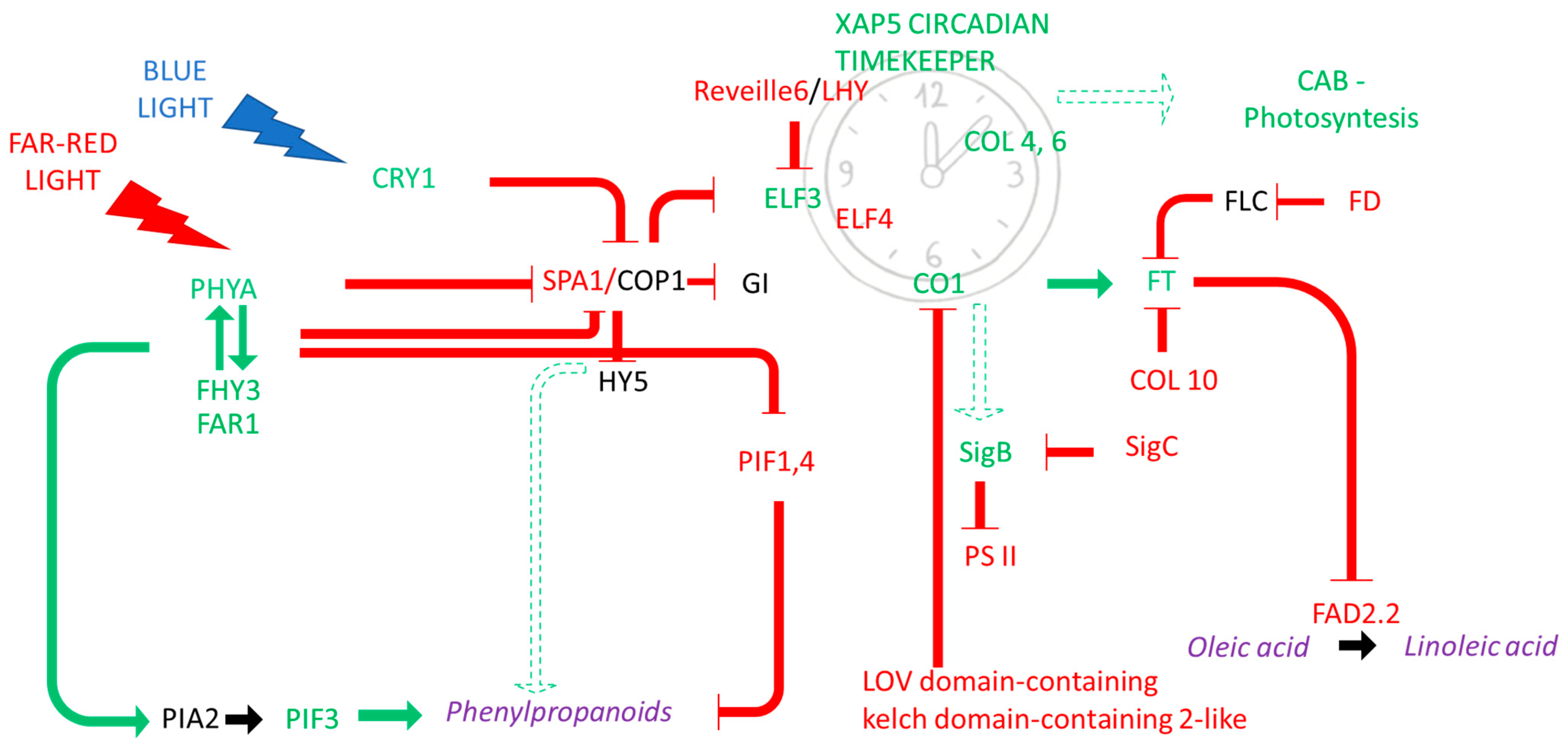 Ijms 24 14448 g007 Ijms 24 14448 g007