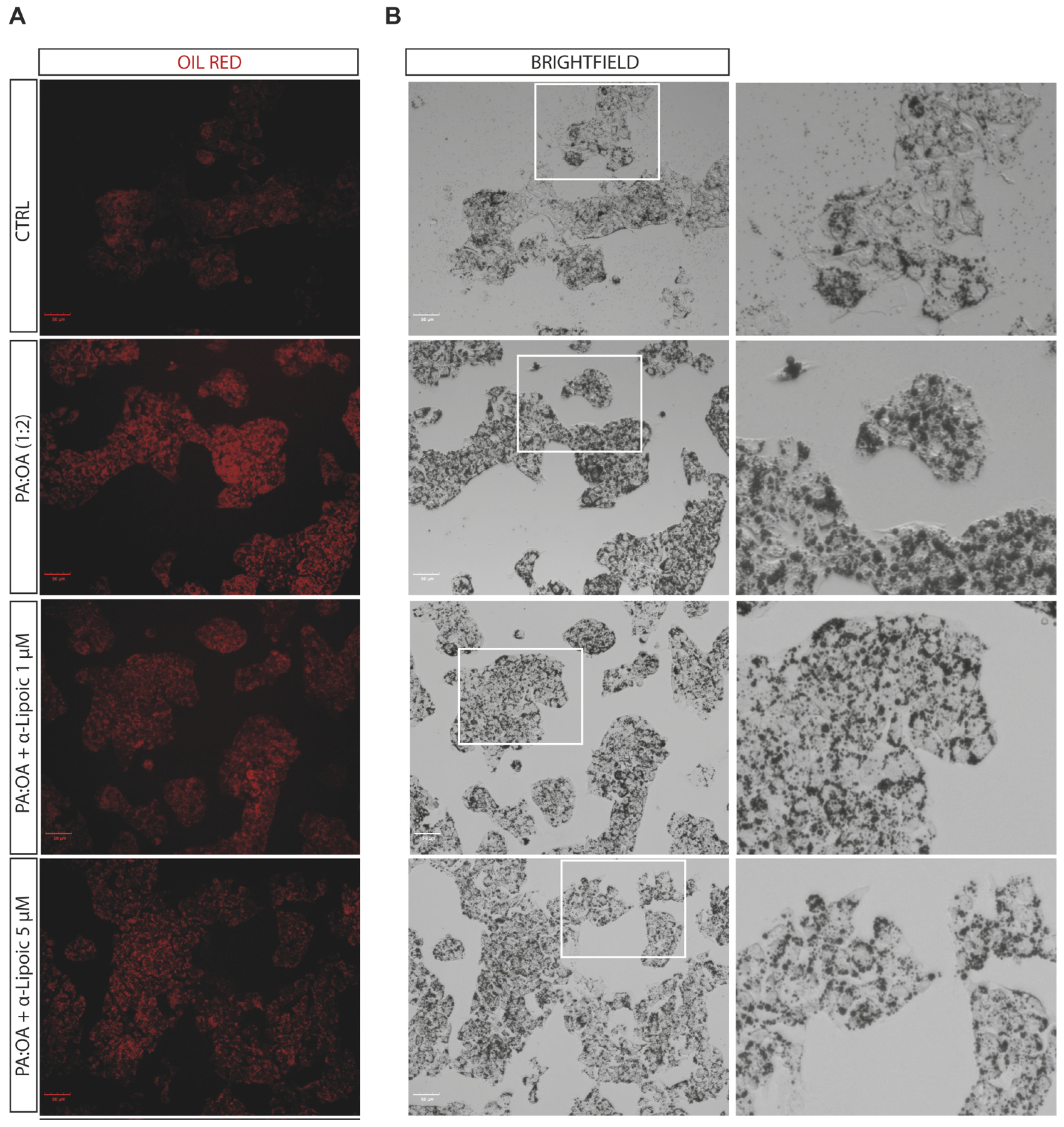 Ijms 24 14491 g003 Ijms 24 14491 g003