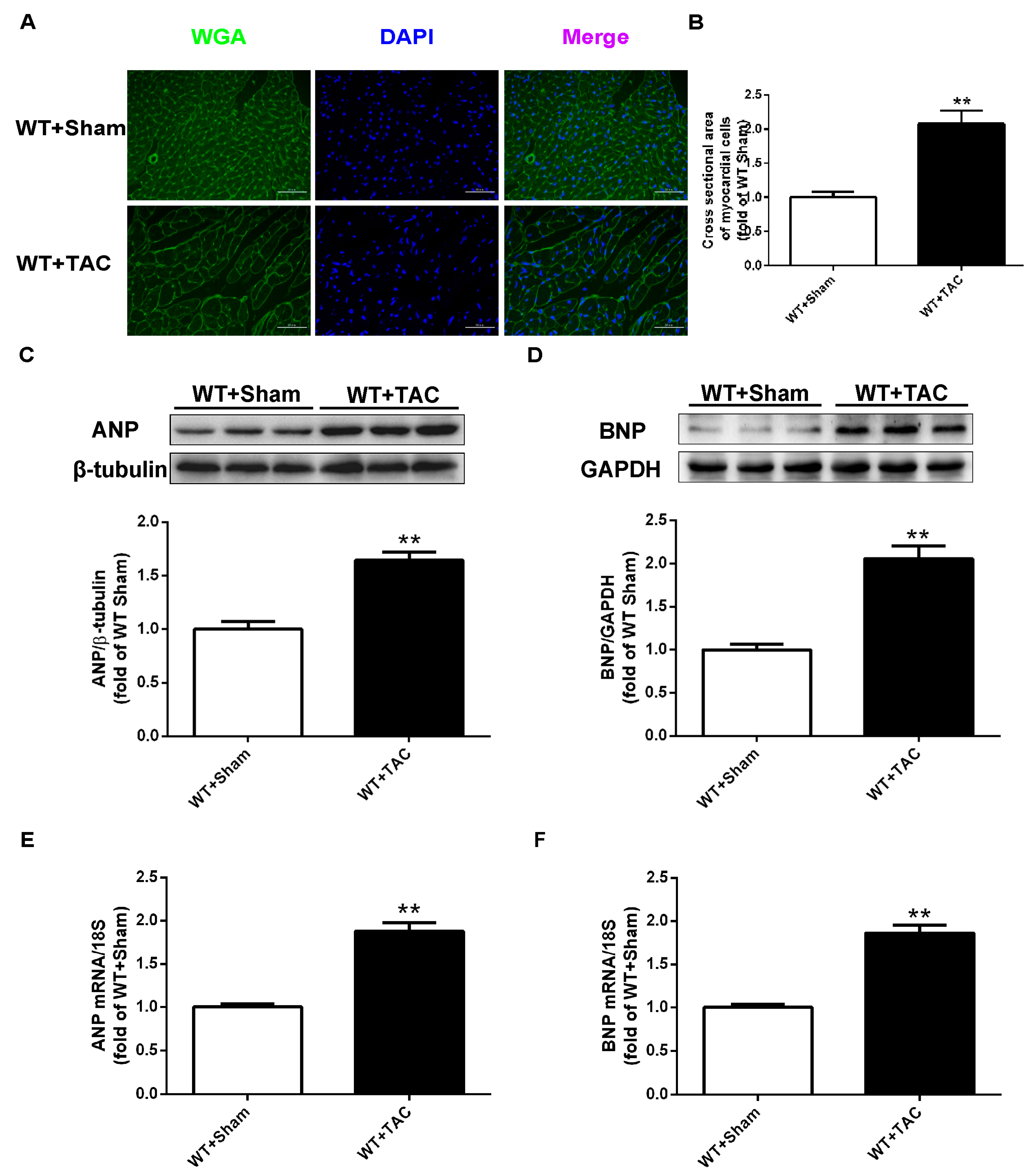 Ijms 24 14529 g001 Ijms 24 14529 g001