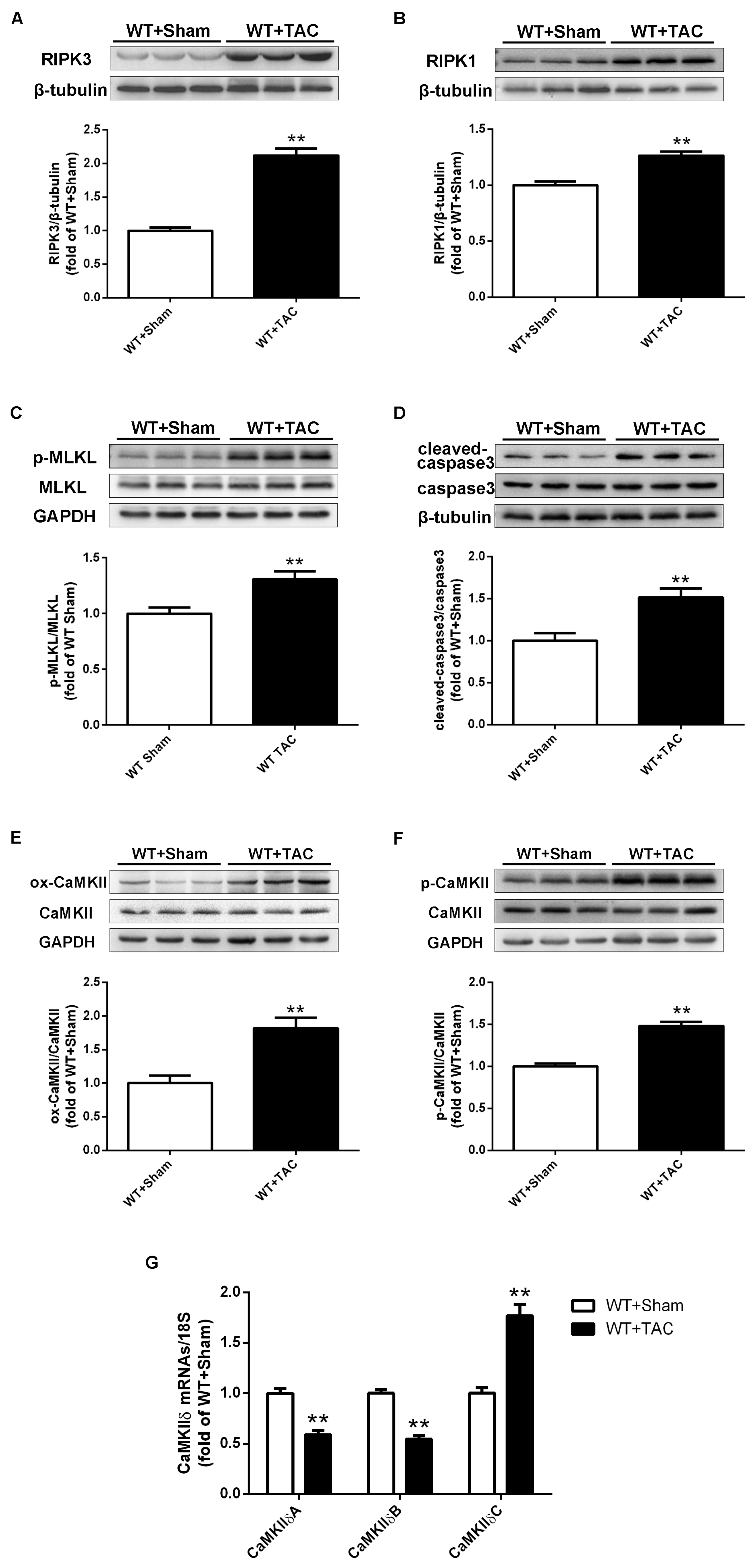 Ijms 24 14529 g002 Ijms 24 14529 g002
