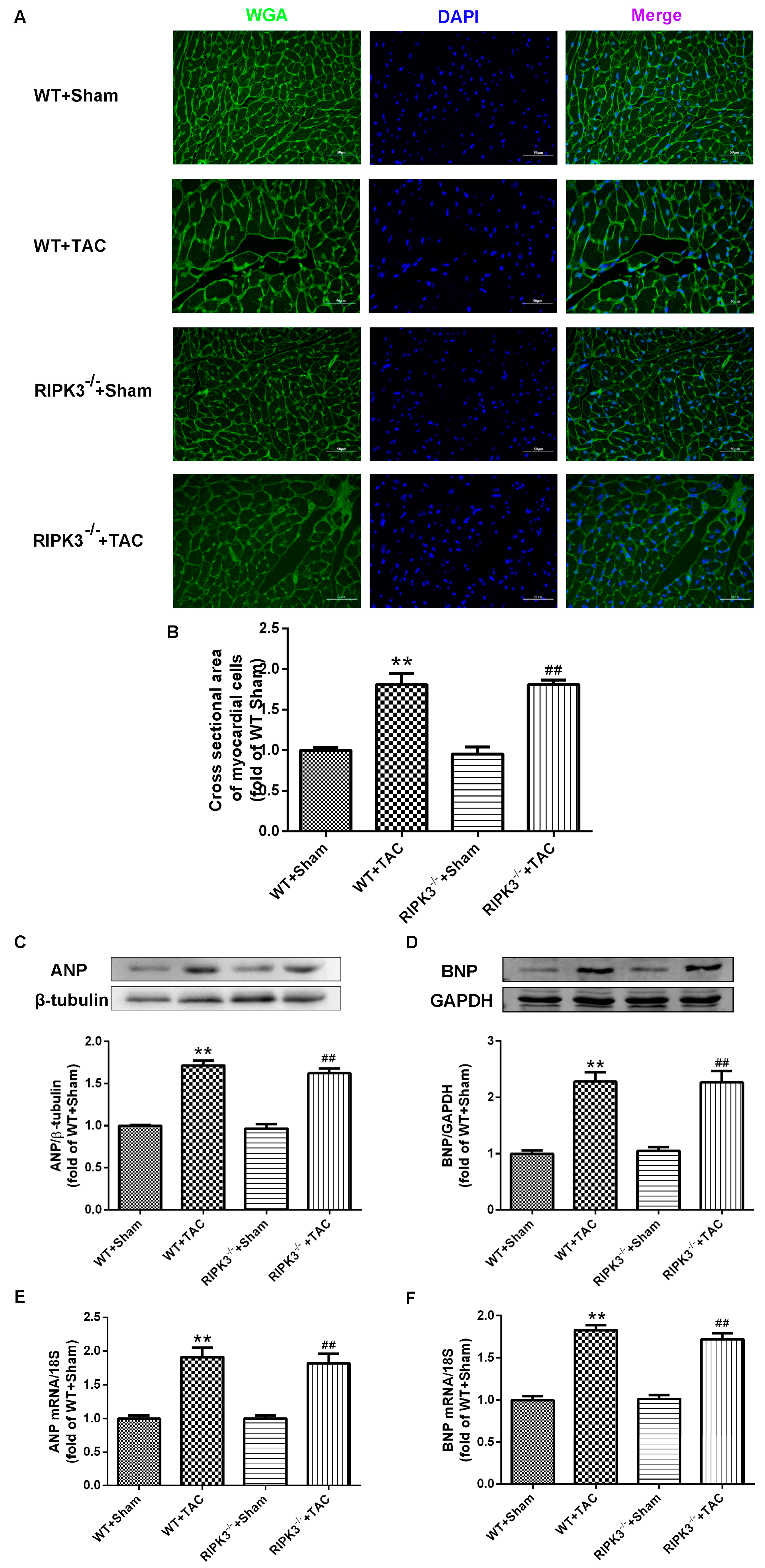 Ijms 24 14529 g003 Ijms 24 14529 g003