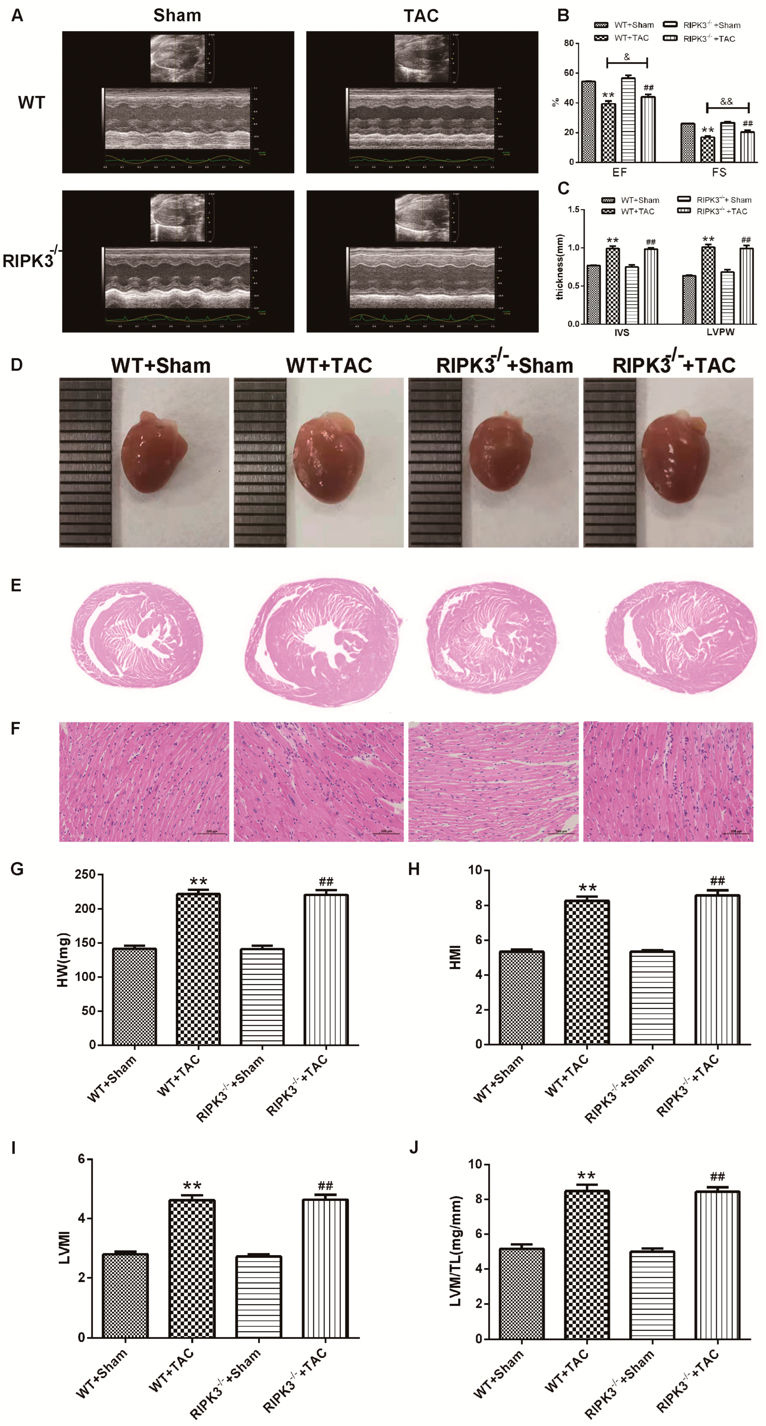 Ijms 24 14529 g004 Ijms 24 14529 g004