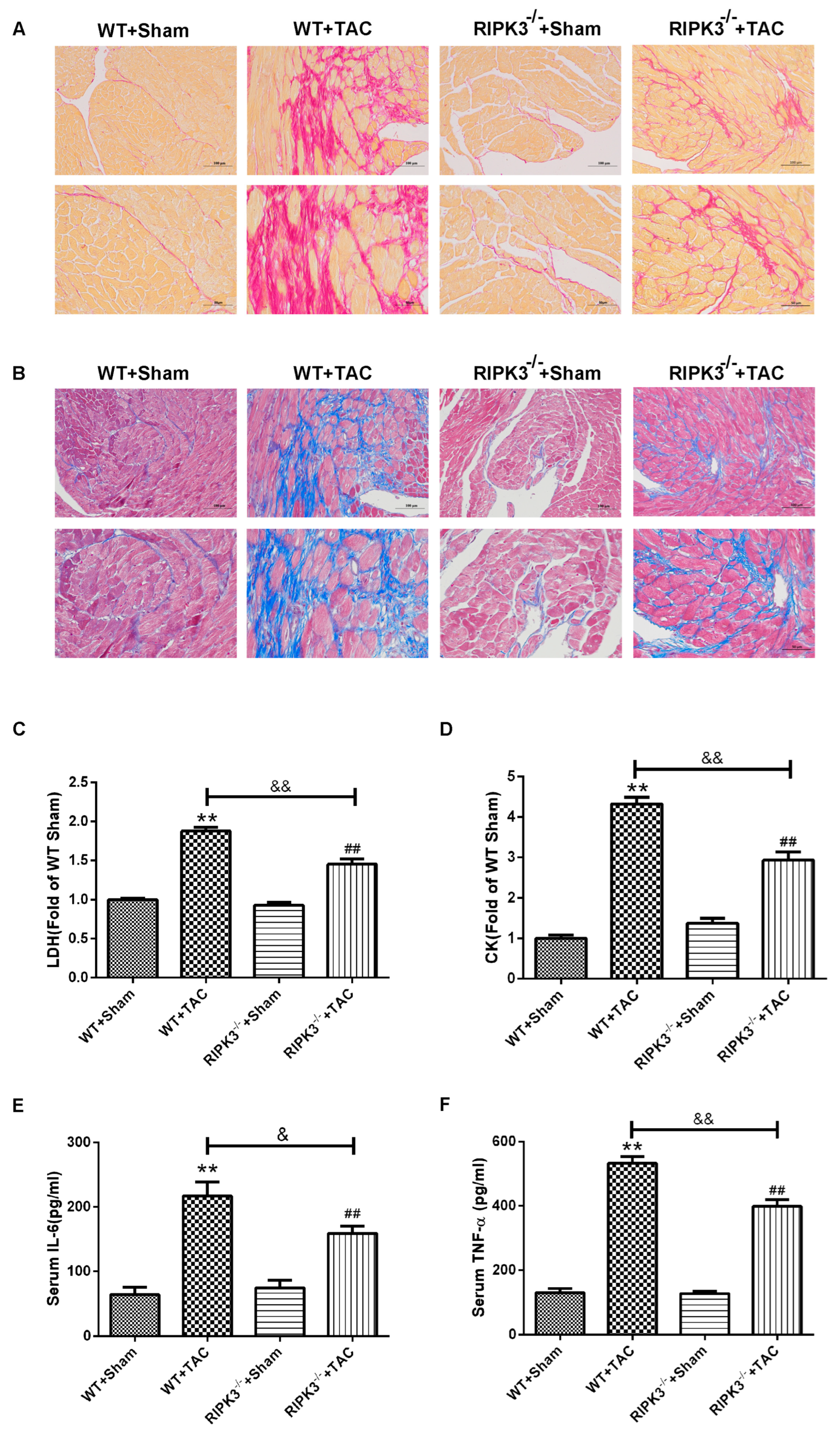 Ijms 24 14529 g005 Ijms 24 14529 g005