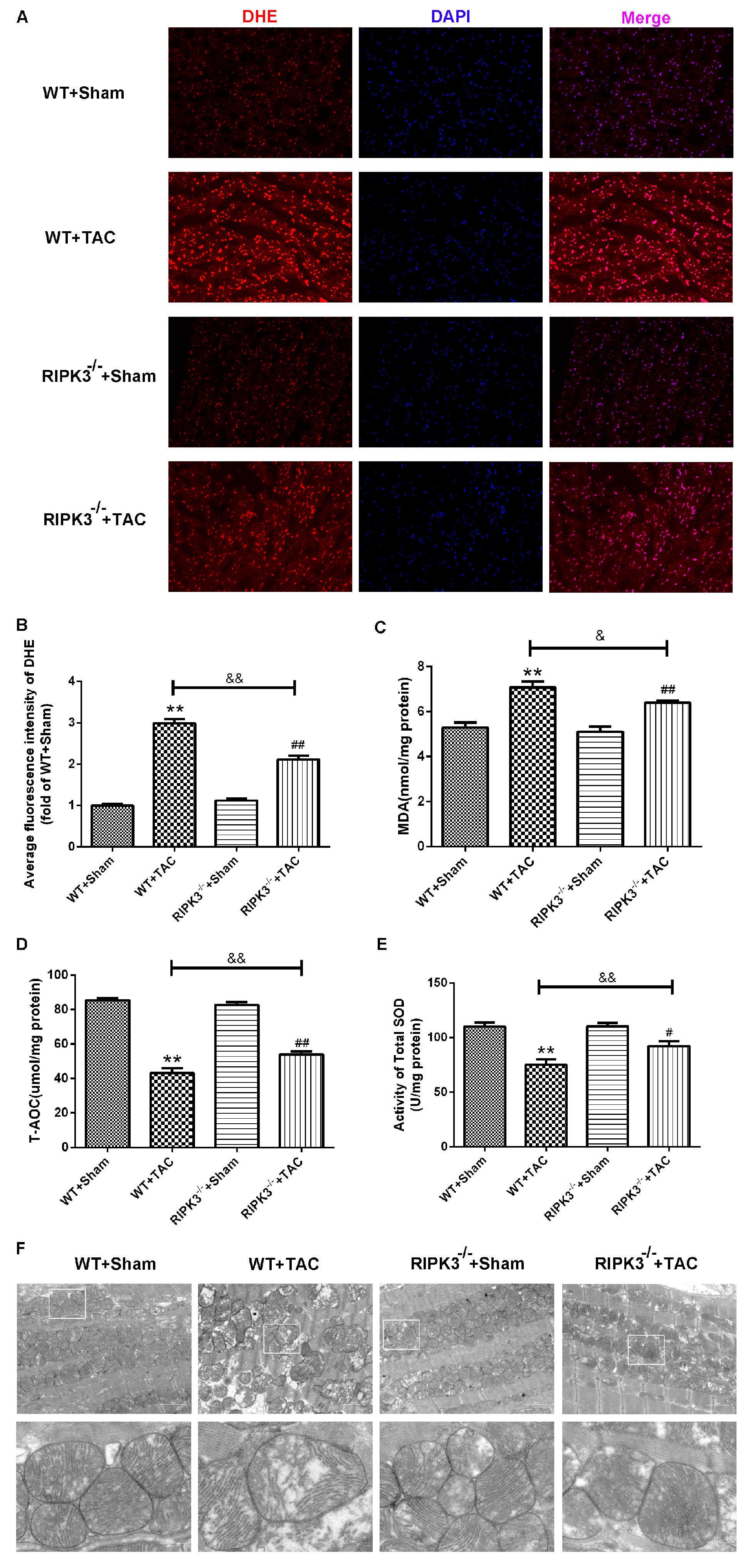 Ijms 24 14529 g007 Ijms 24 14529 g007