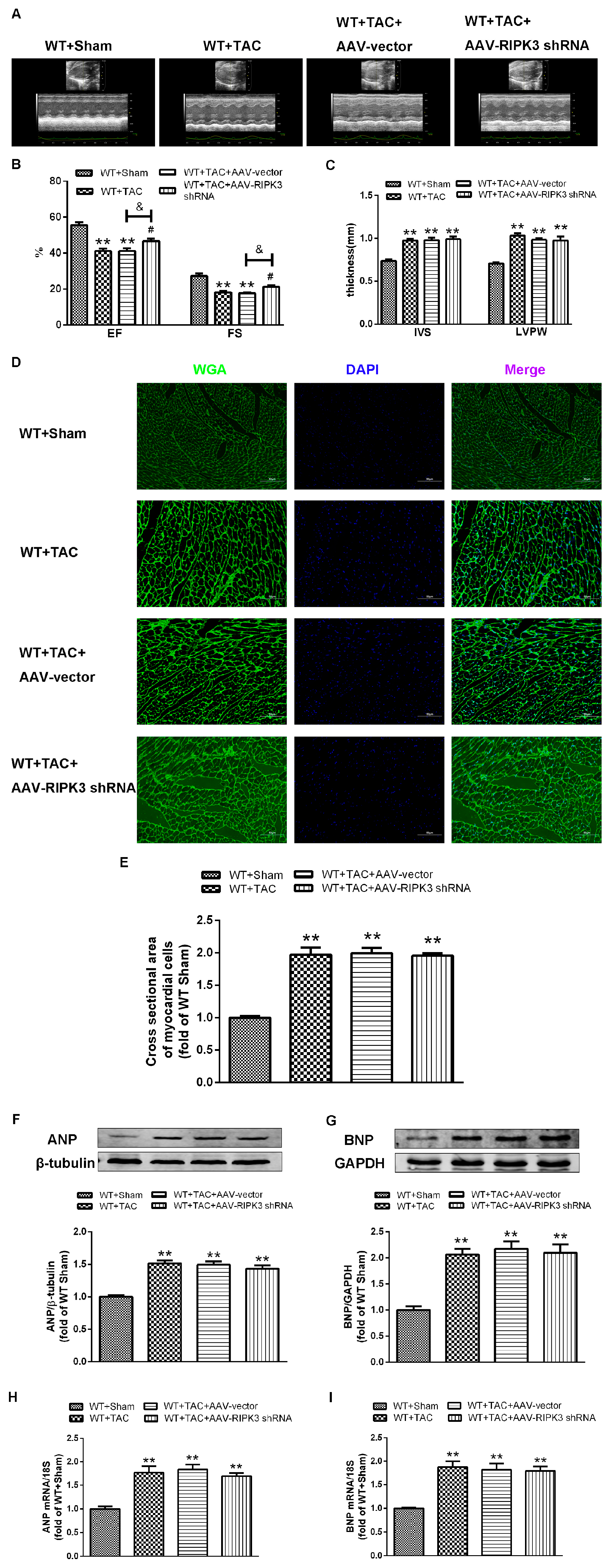 Ijms 24 14529 g008 Ijms 24 14529 g008