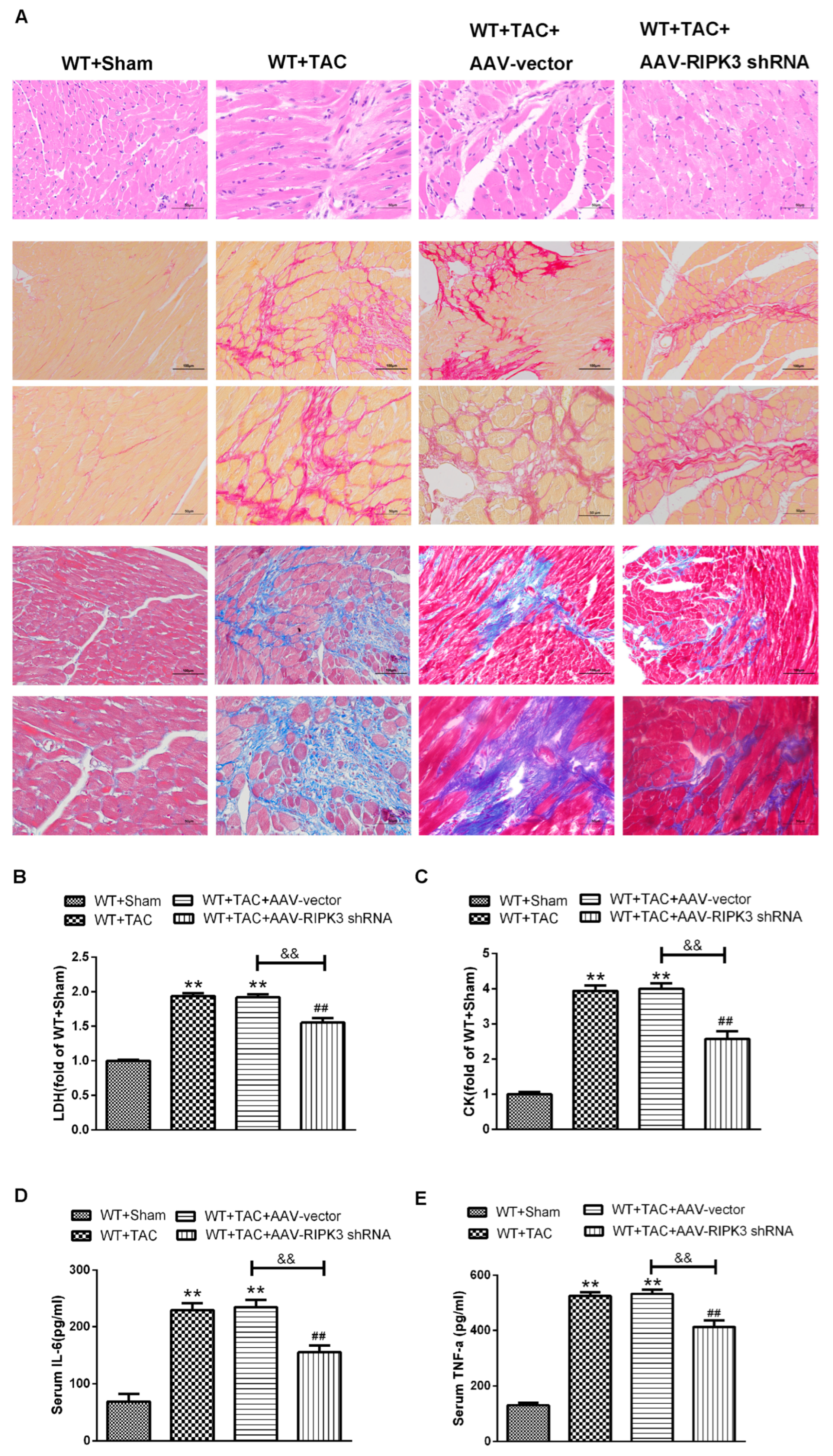 Ijms 24 14529 g009 Ijms 24 14529 g009