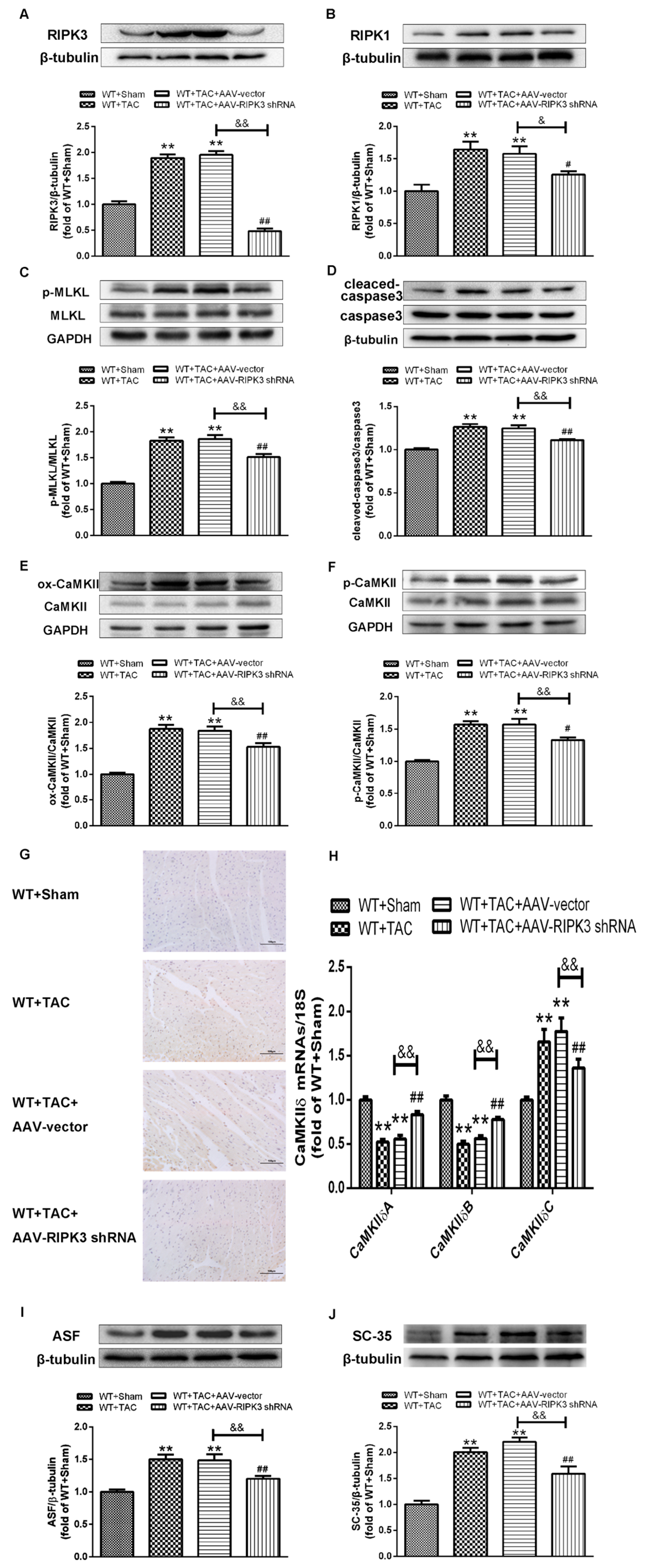 Ijms 24 14529 g010 Ijms 24 14529 g010