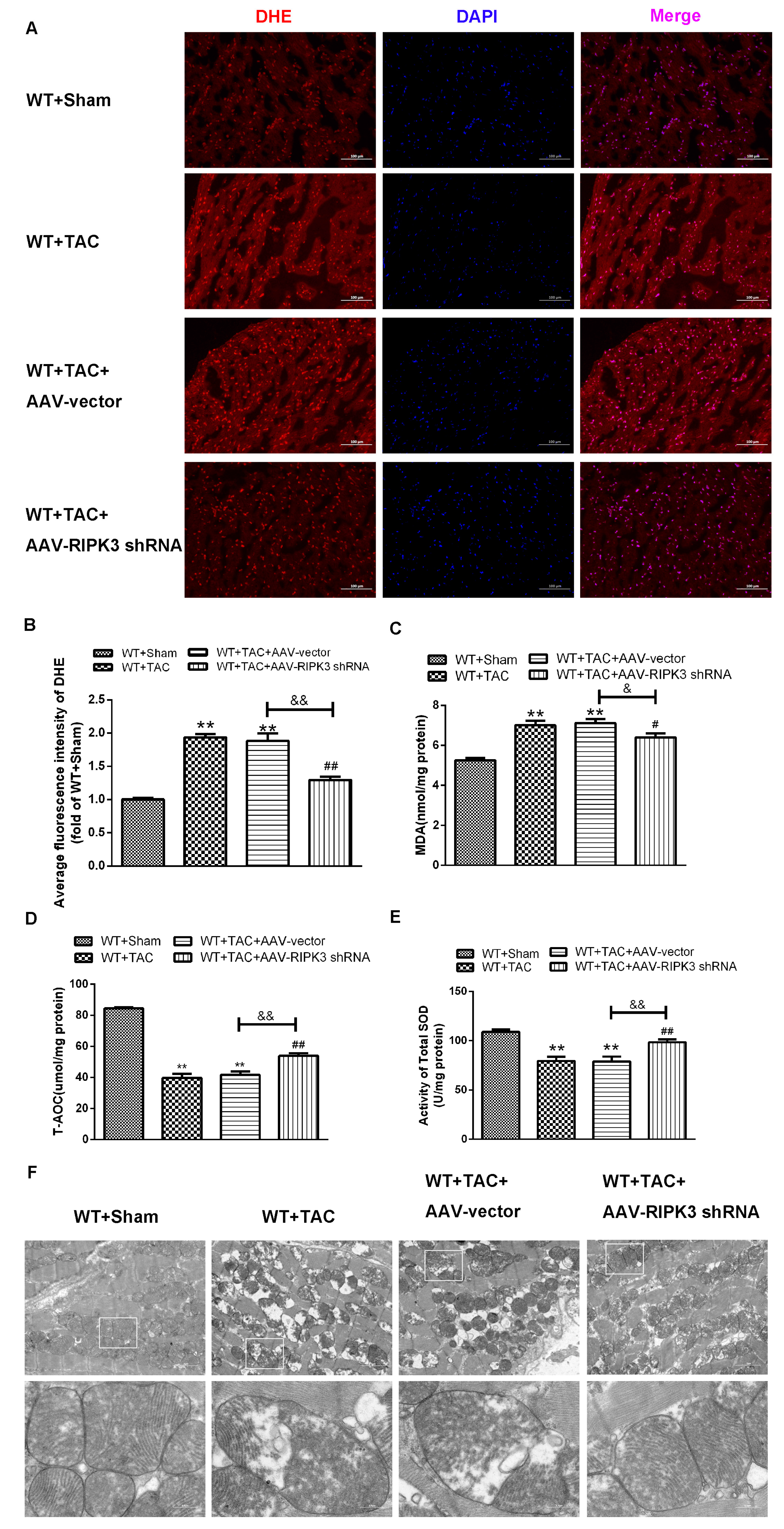 Ijms 24 14529 g011 Ijms 24 14529 g011