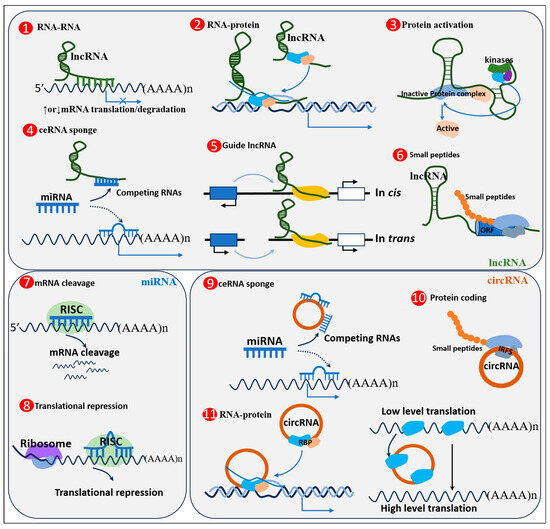 The Function and Regulation Mechanism of Non Biology Diagrams