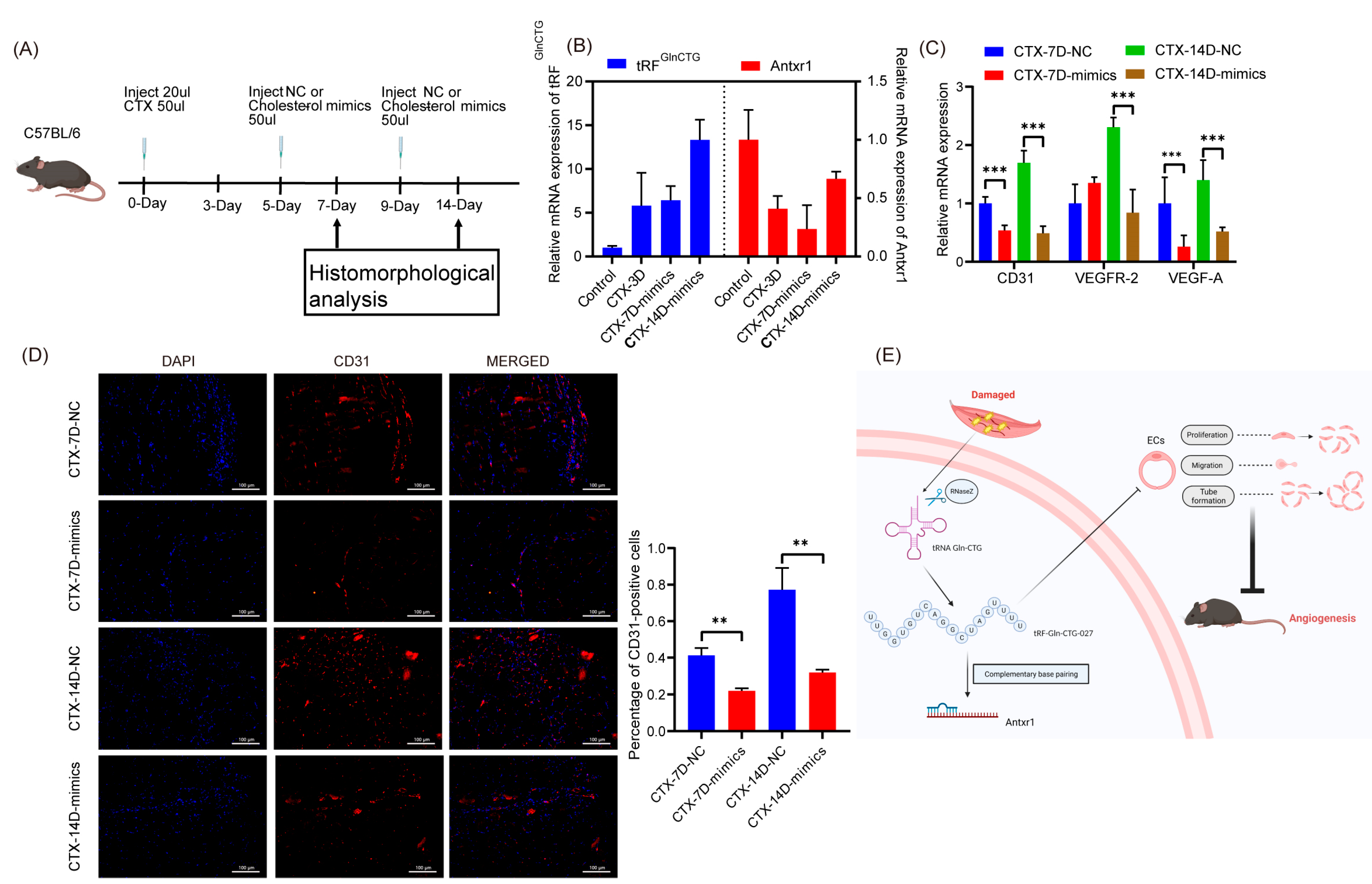 Ijms 24 14552 g004 Ijms 24 14552 g004