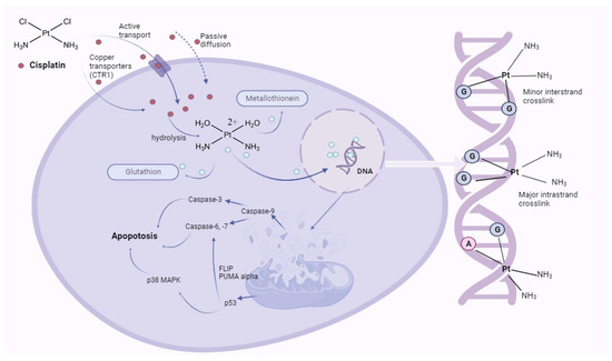 Oxidative Damage as a Fundament of Systemic Toxicities