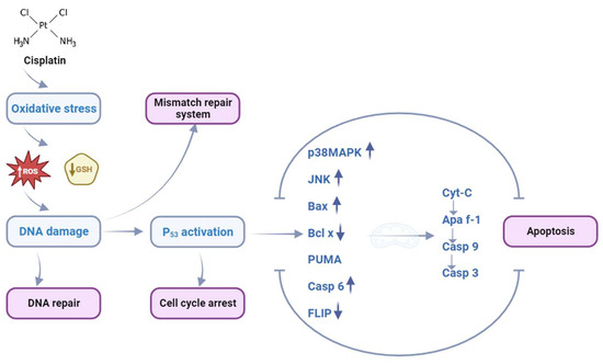 Oxidative Damage as a Fundament of Systemic Toxicities Induced by