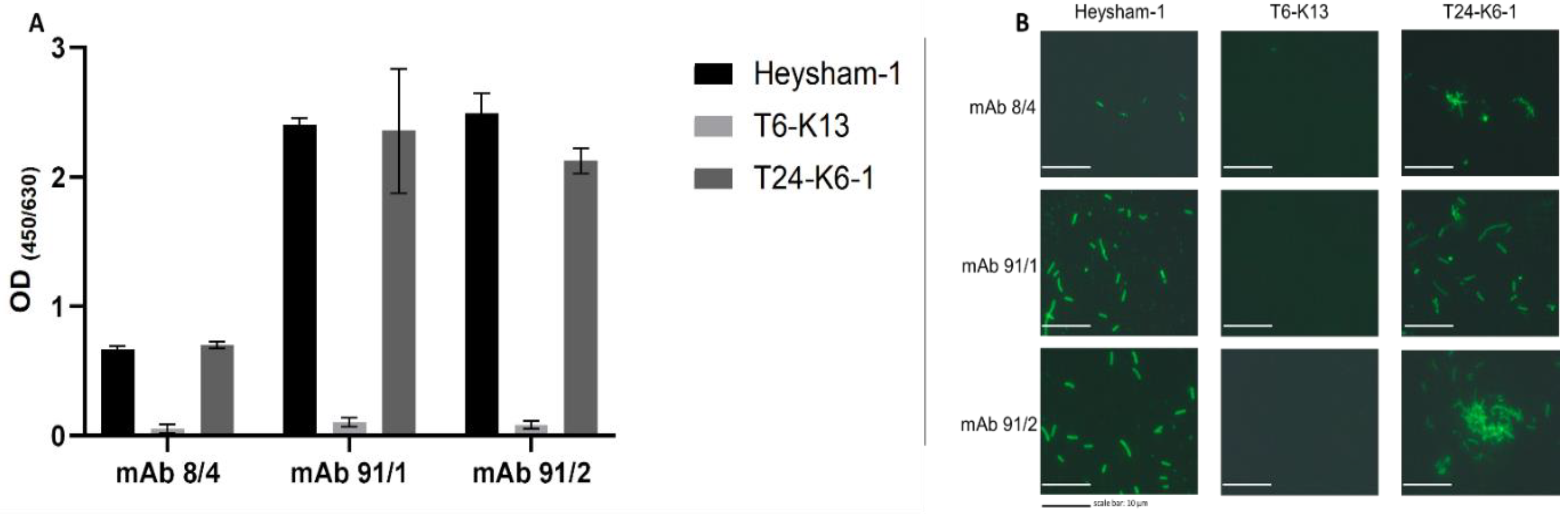Ijms 24 14602 g001 Ijms 24 14602 g001