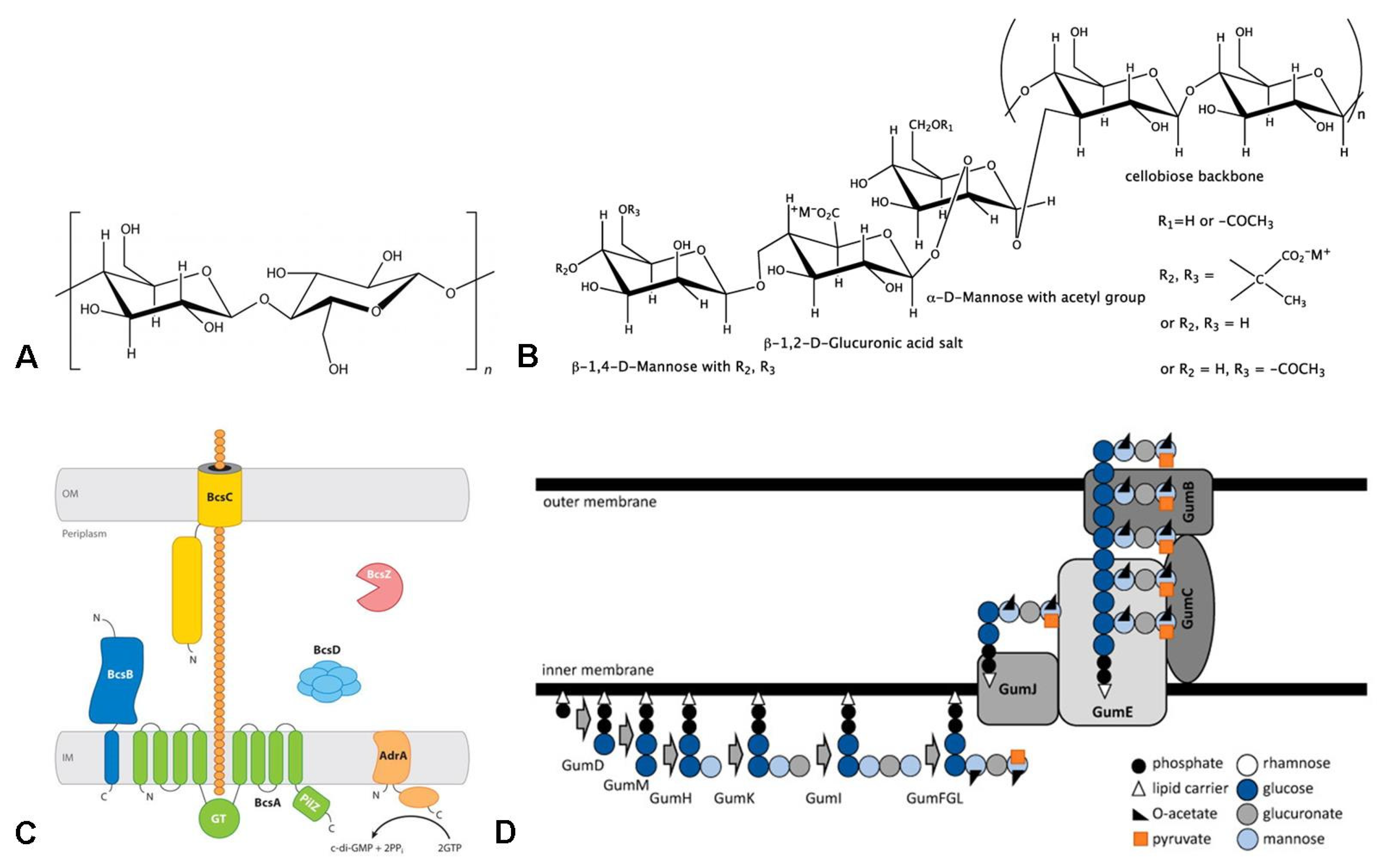 IJMS Free Full-Text Production of Bacterial Exopolysaccharides Xanthan and Bacterial Cellulose